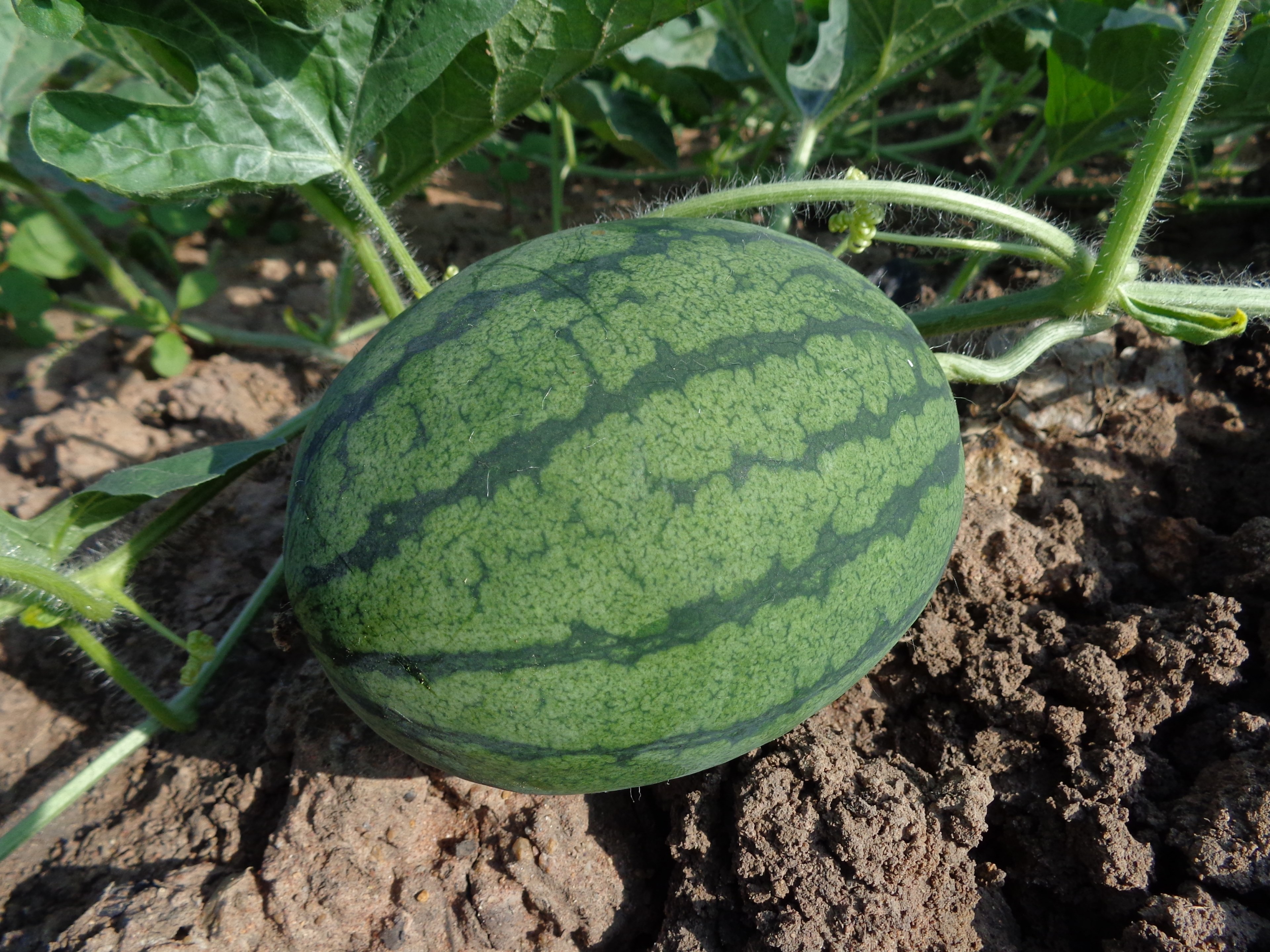 watermelon hybrid watermelon seed fruit green plant 4k, HD Wallpaper