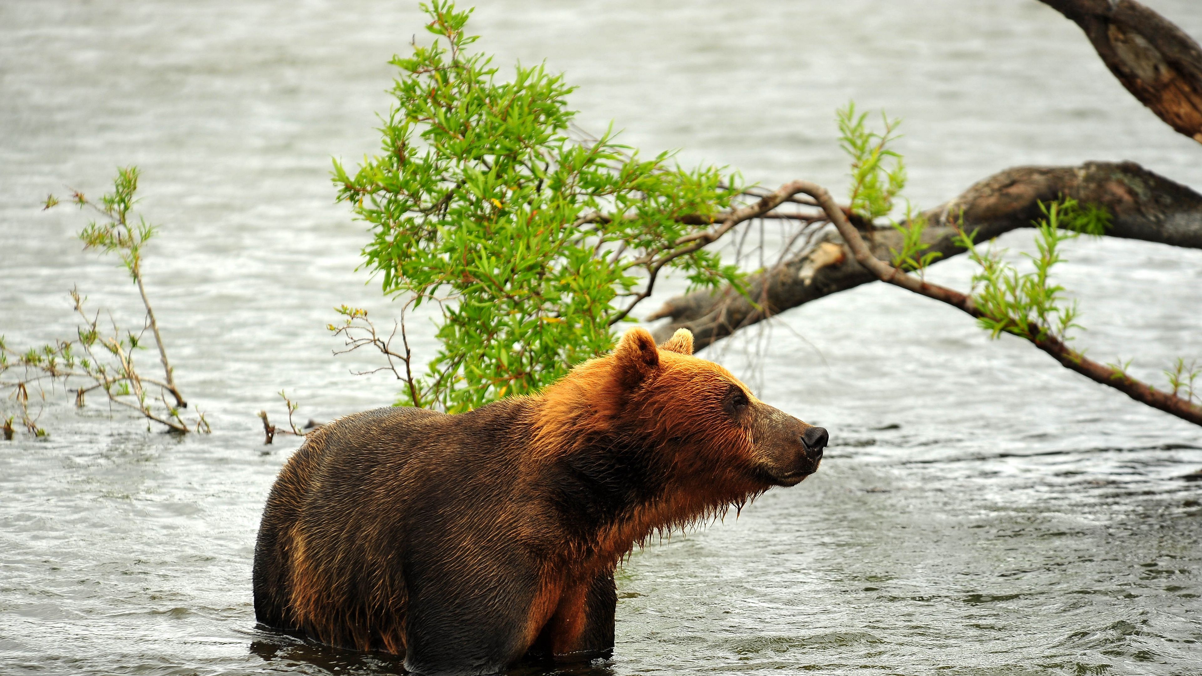 bear, hunting, predator, river, 4k, HD Wallpaper