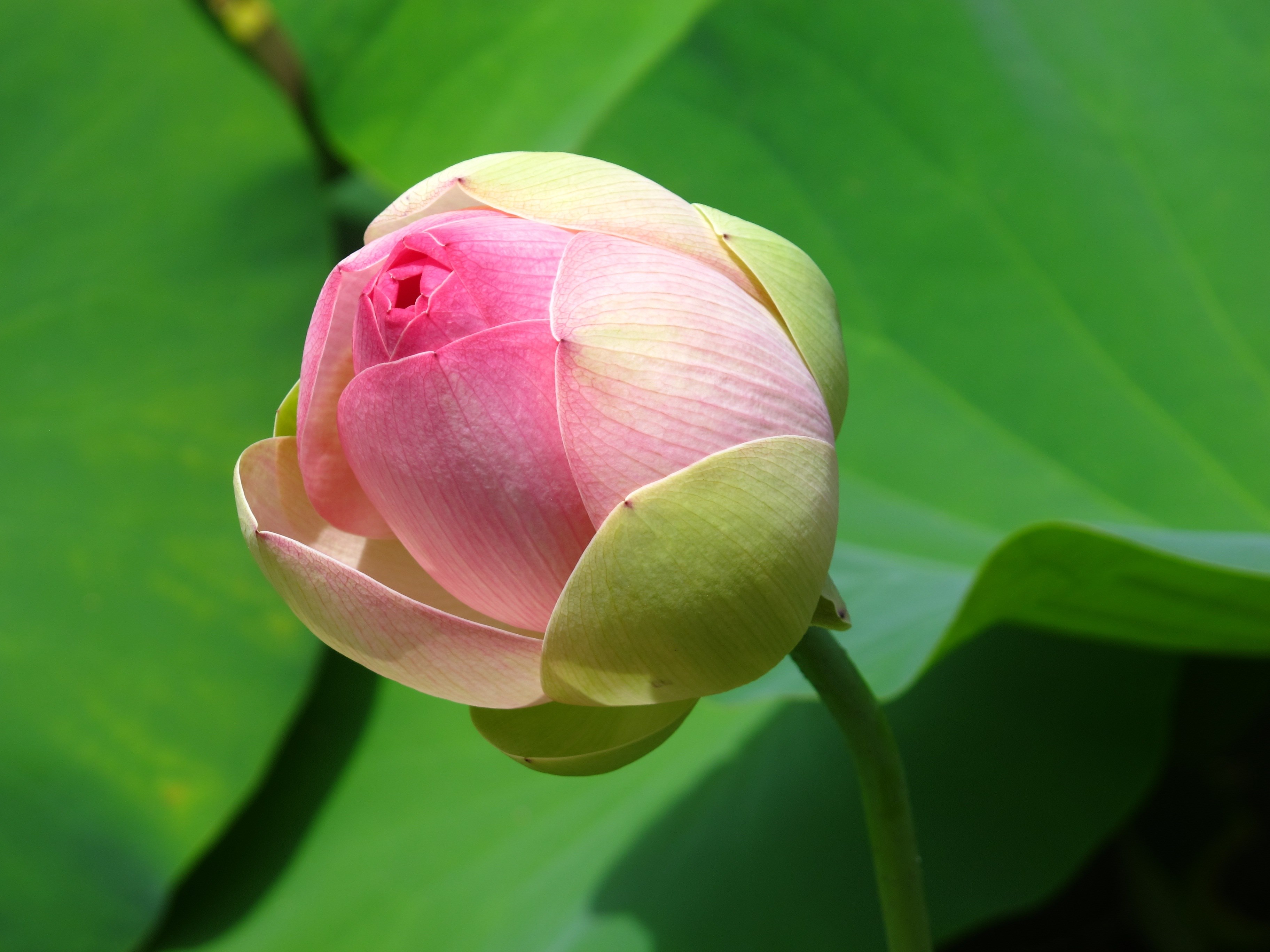 water lotus pond lily pad green pink bloom floral 4k, HD Wallpaper