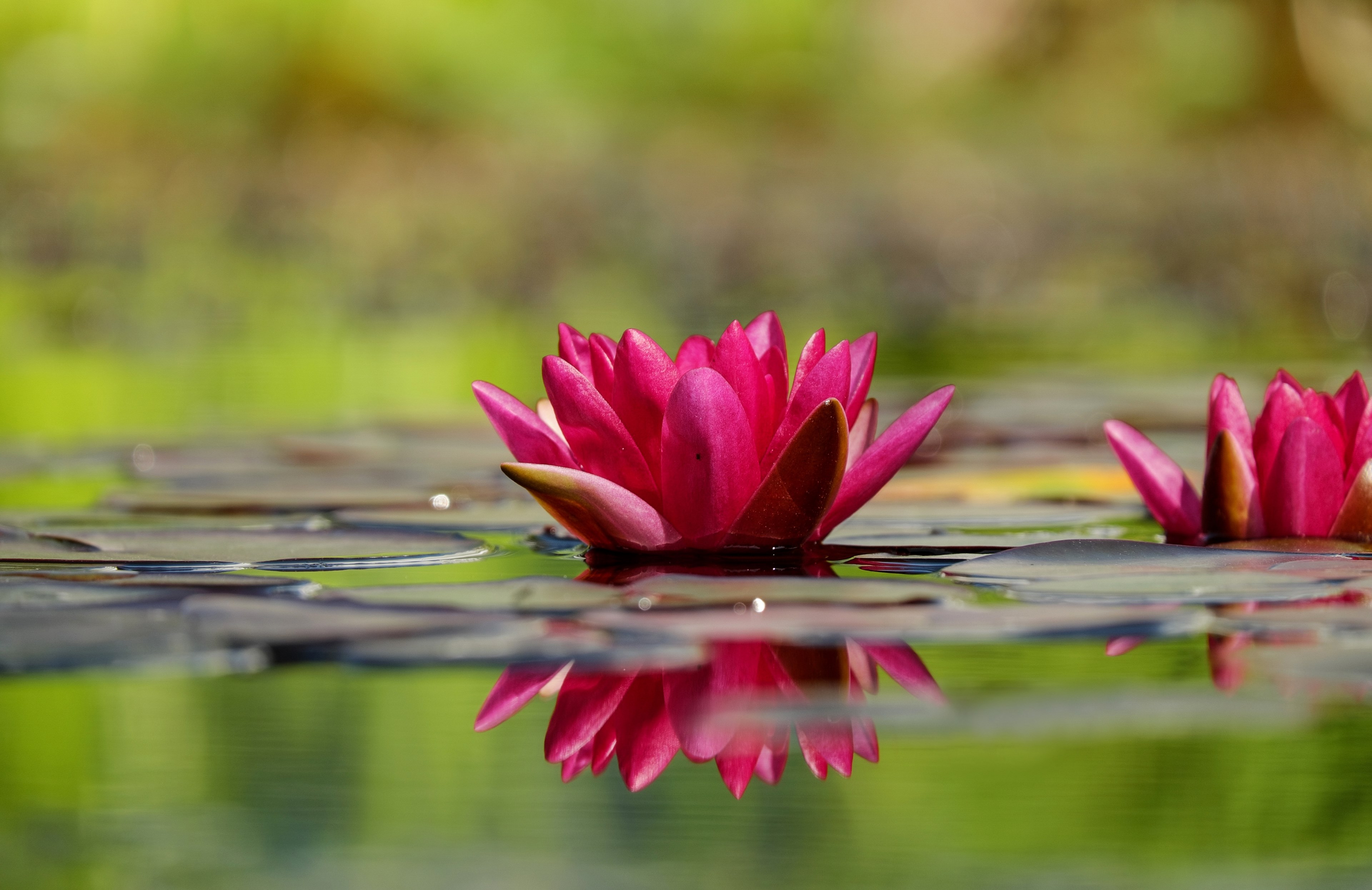 water lily flower blossom bloom flowers red 4k, HD Wallpaper