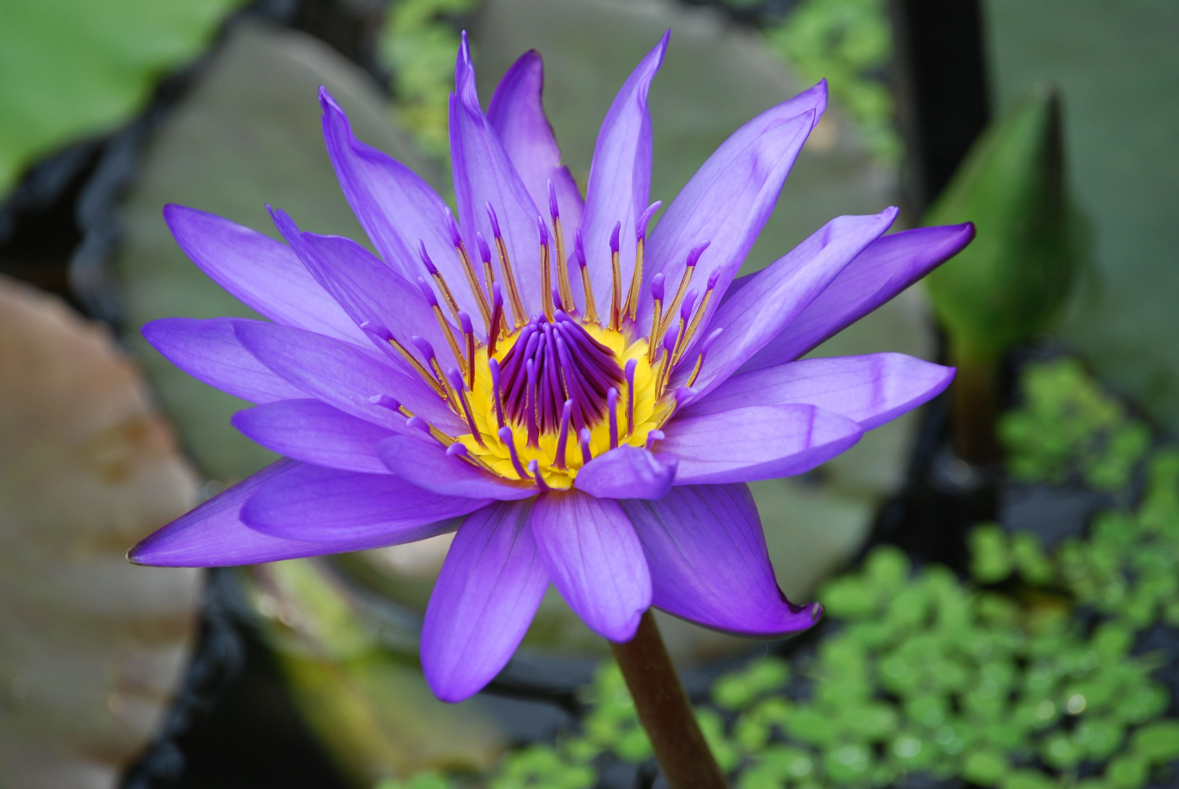 water lily flower pond aquatic purple water bloom 4k, HD Wallpaper