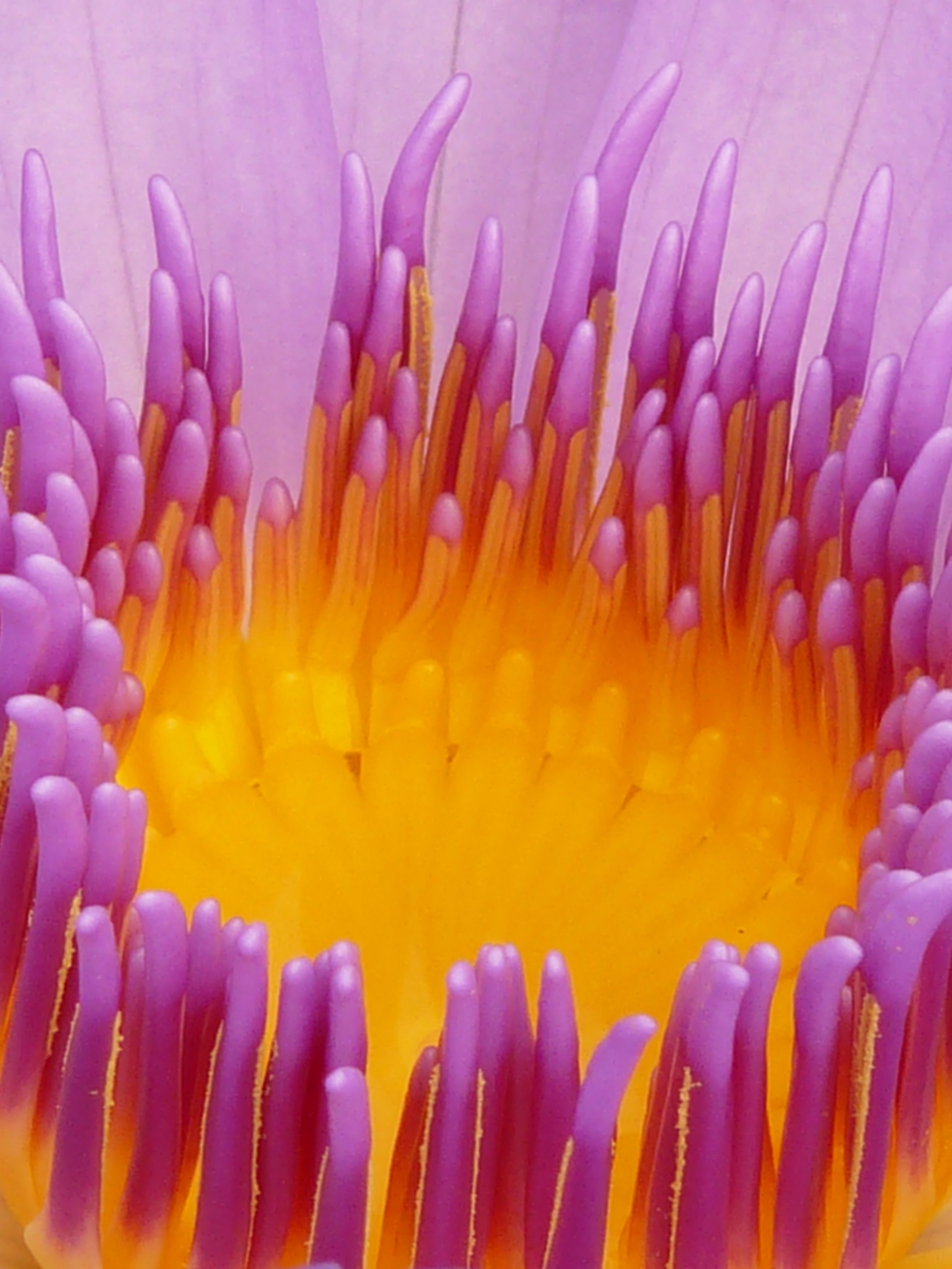 water lily blossom bloom purple flower 4k, Phone HD Wallpaper