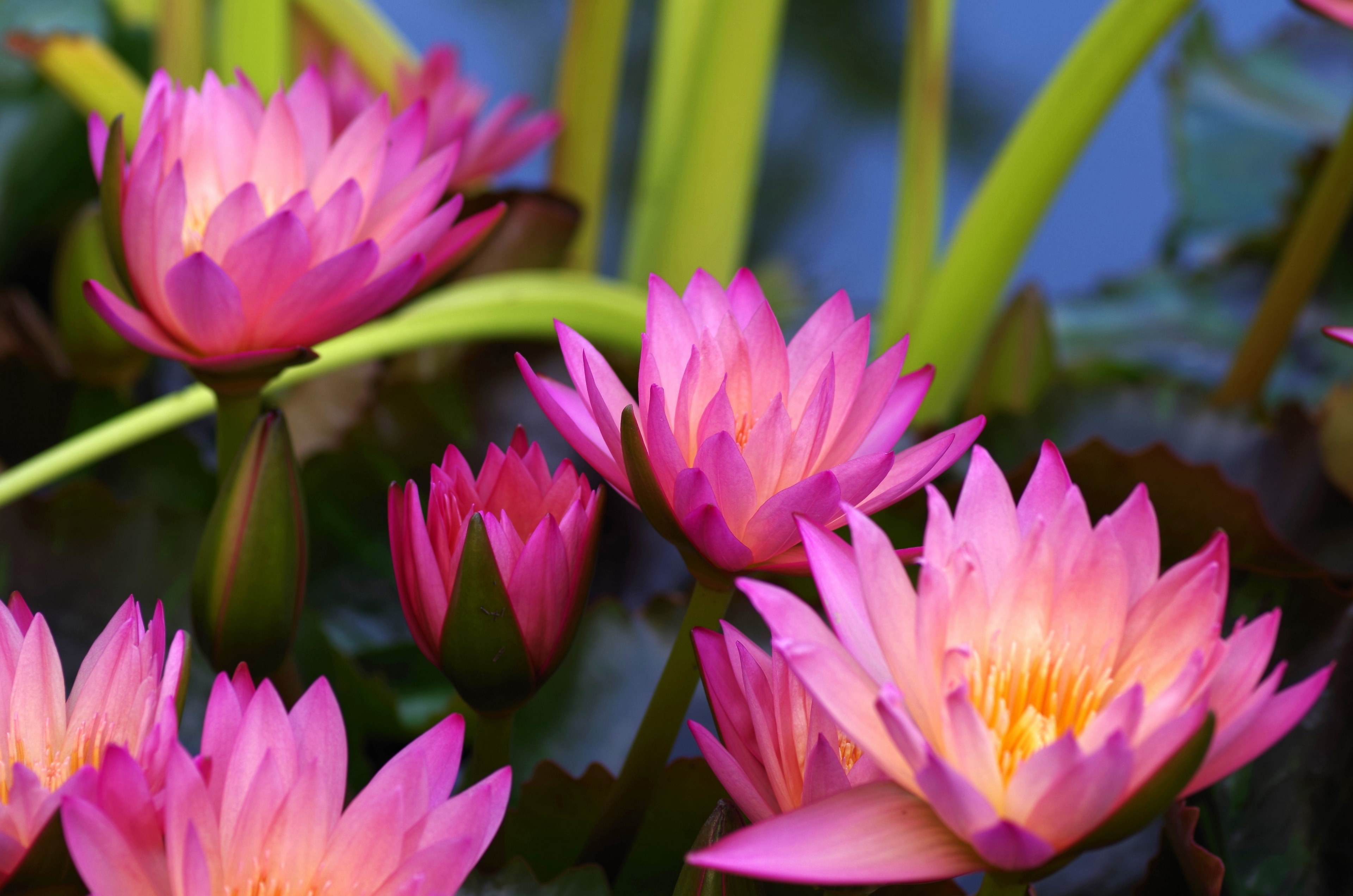 water lilies purple aquatic plant pink composites 4k, HD Wallpaper