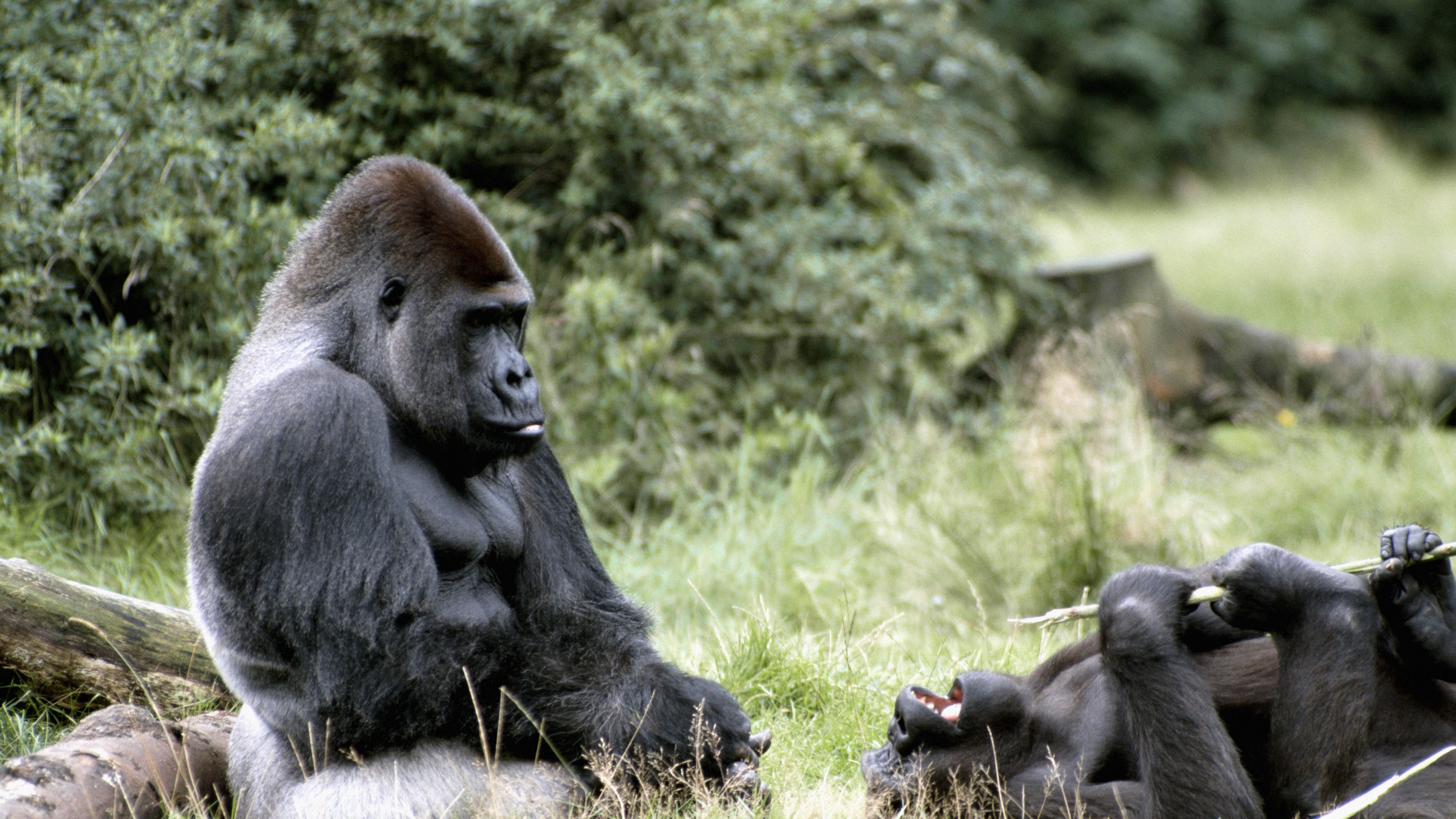 gorilla, africa, grass, 4k, HD Wallpaper