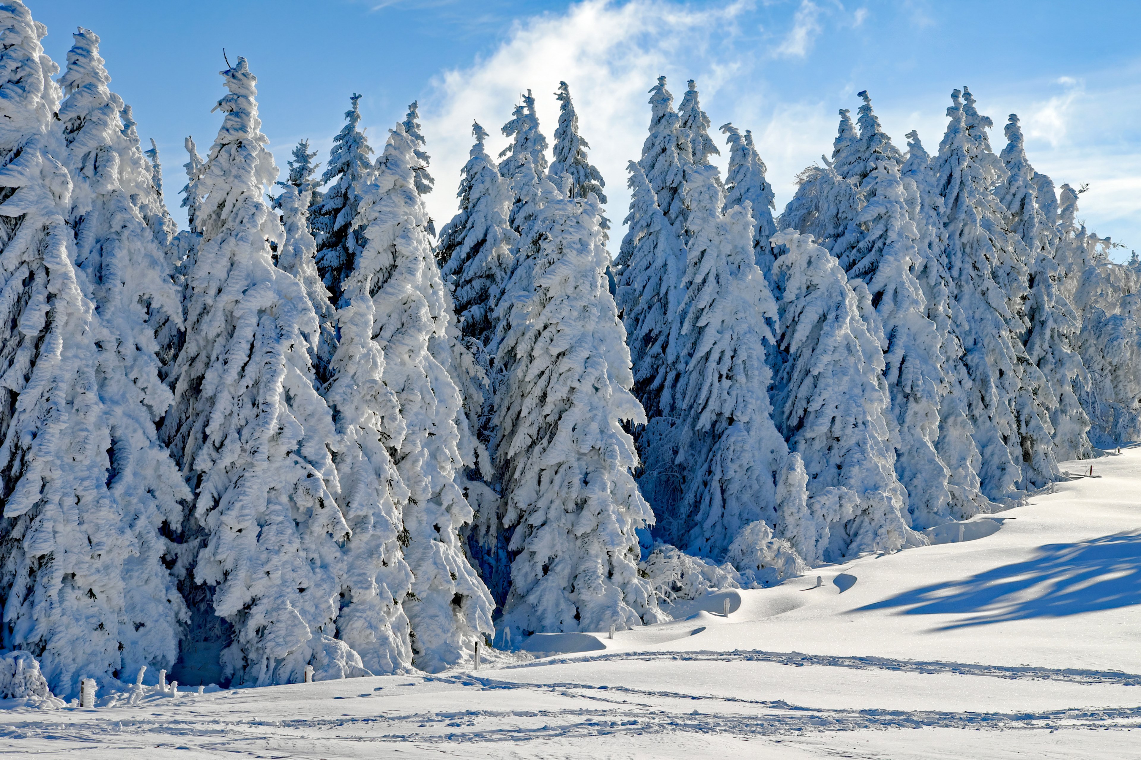 wintry snow firs snowy time of year winter cold 4k, HD Wallpaper