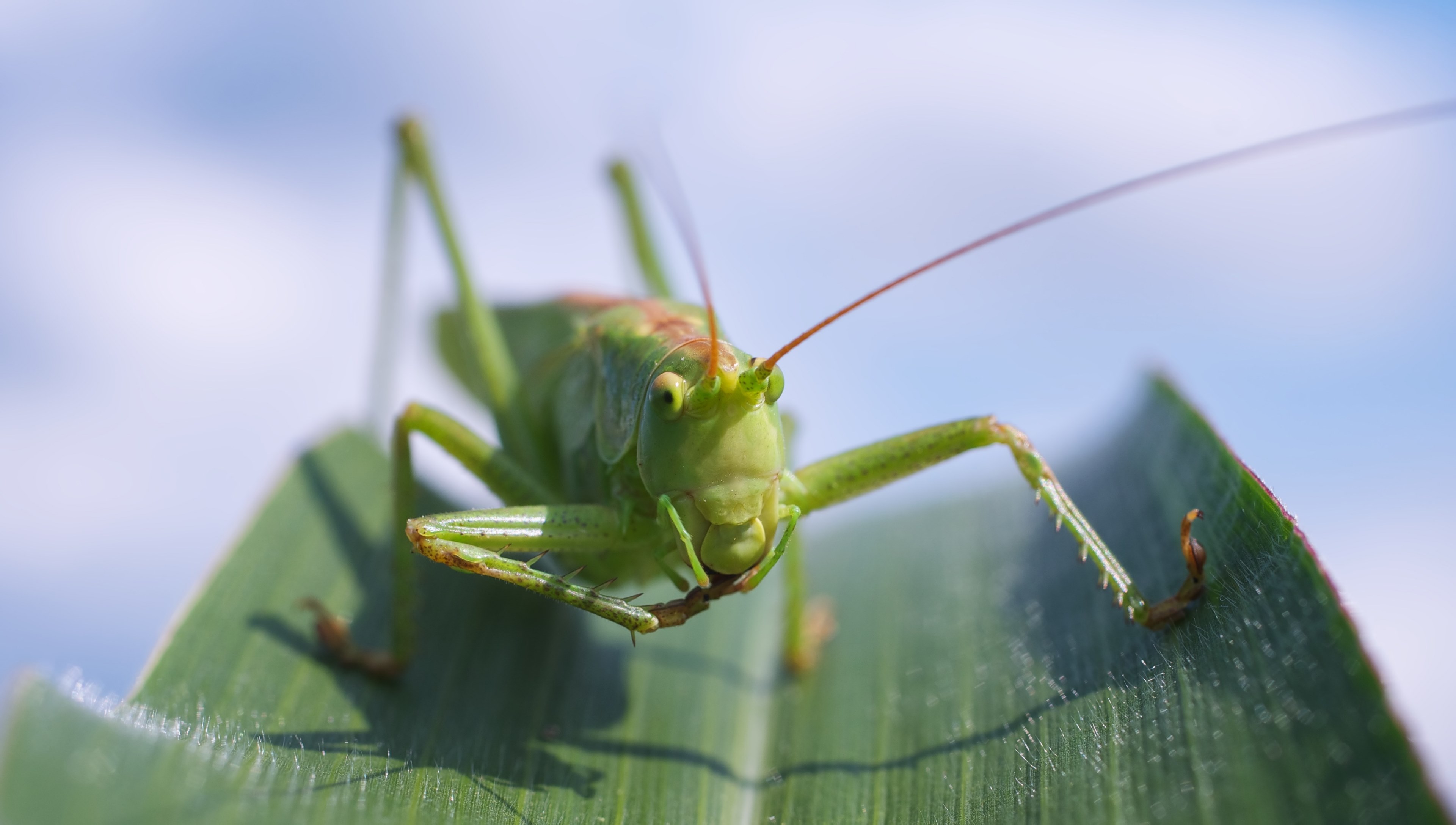 viridissima grasshopper macro close green 4k, HD Wallpaper
