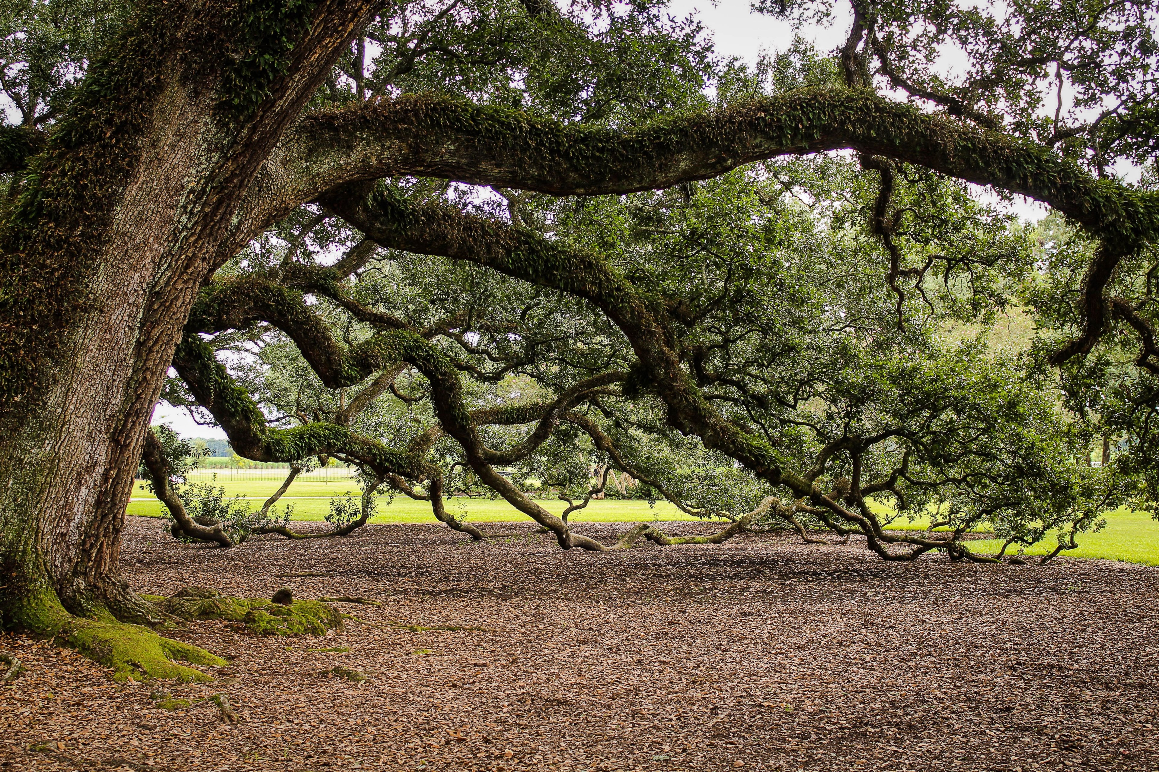 virginia live oak southern live oak oak tree 4k, HD Wallpaper
