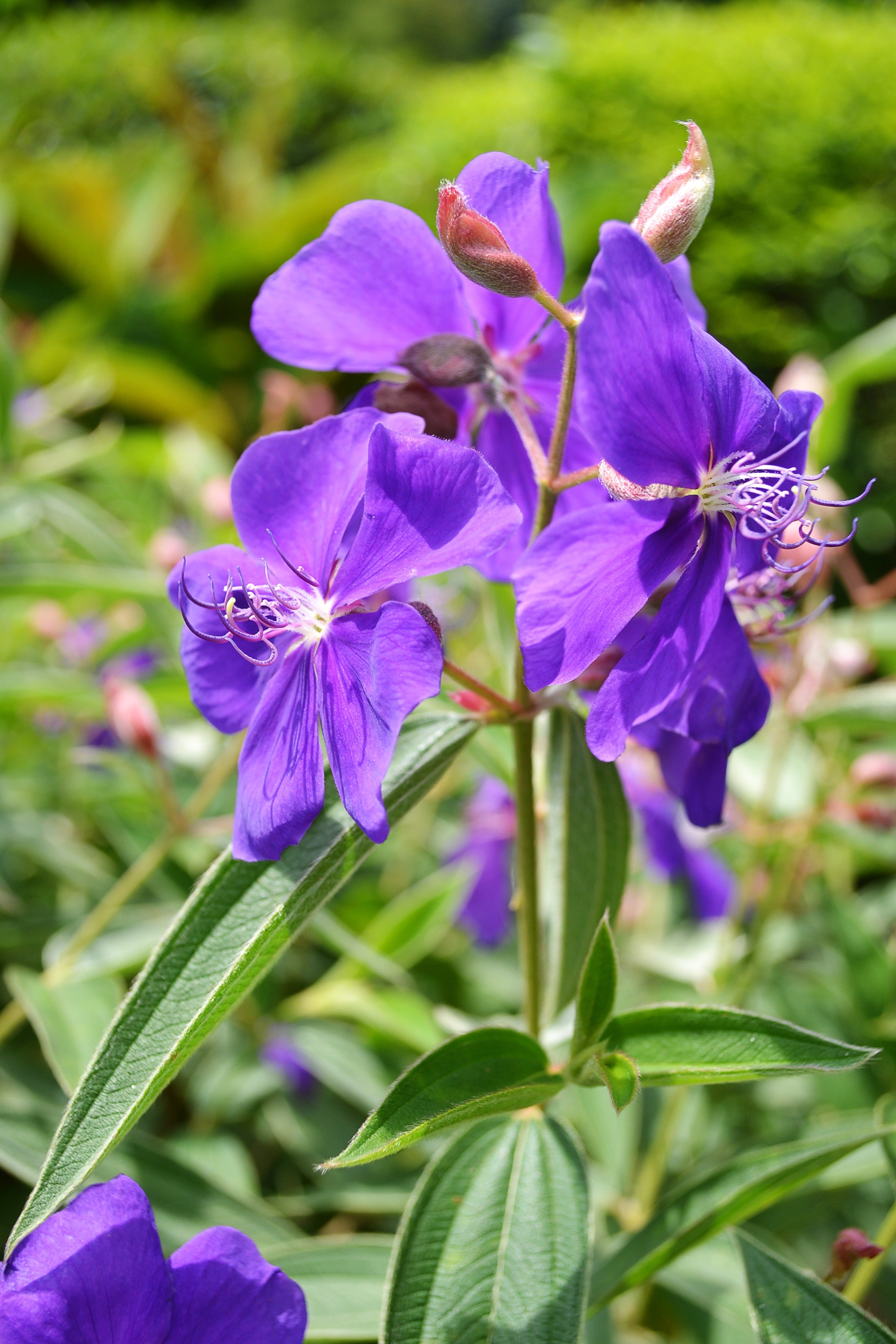 violet flower flowers flower colorful petals plant 4k, Phone HD Wallpaper