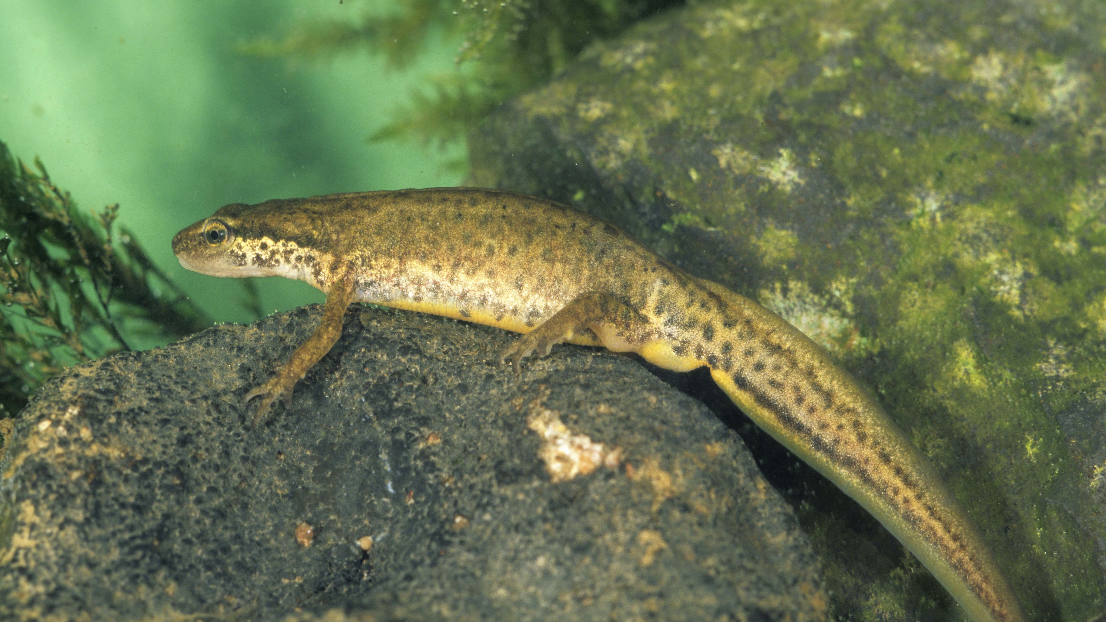 amphibian, stone, water, 4k, HD Wallpaper