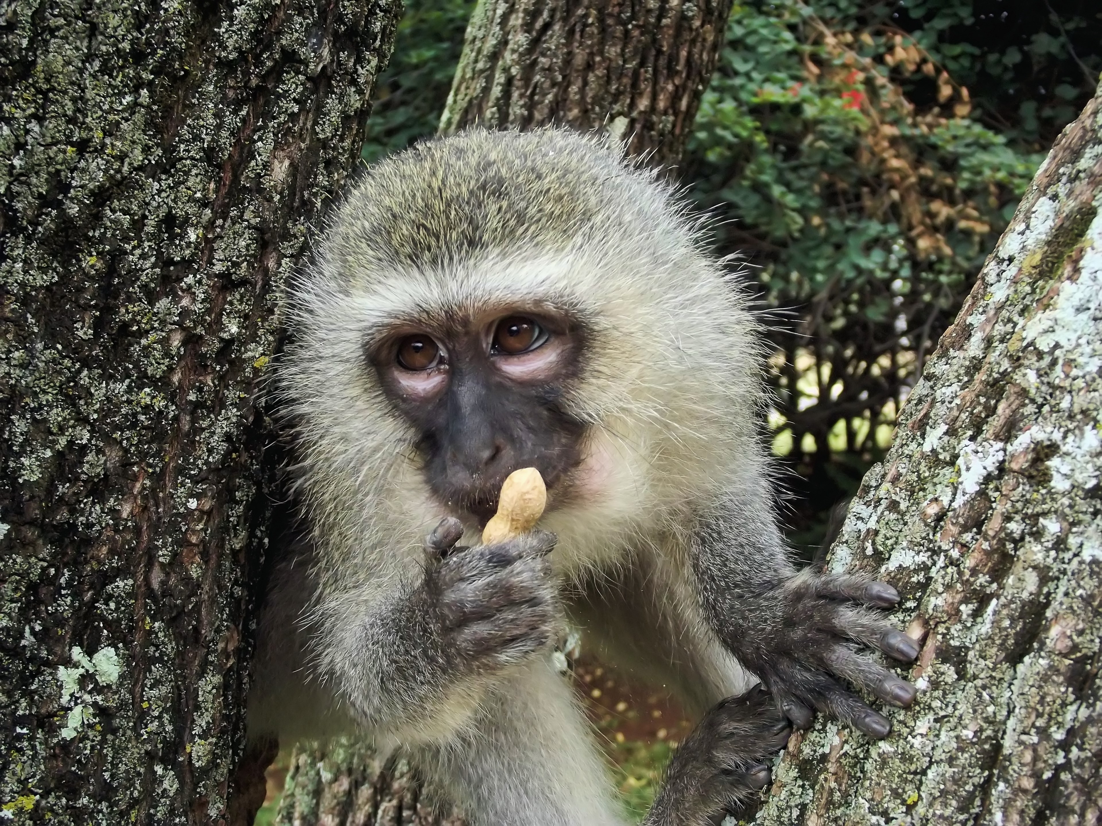 vervet monkey vervet monkey ape wild animal 4k, HD Wallpaper