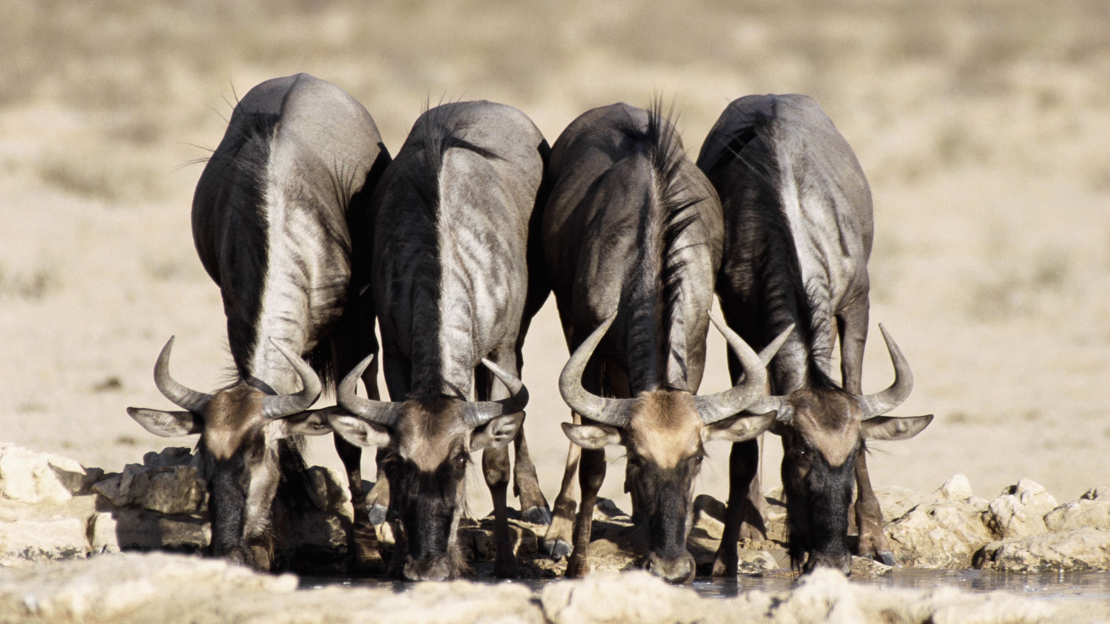 buffaloes, watering, horn, 4k, HD Wallpaper
