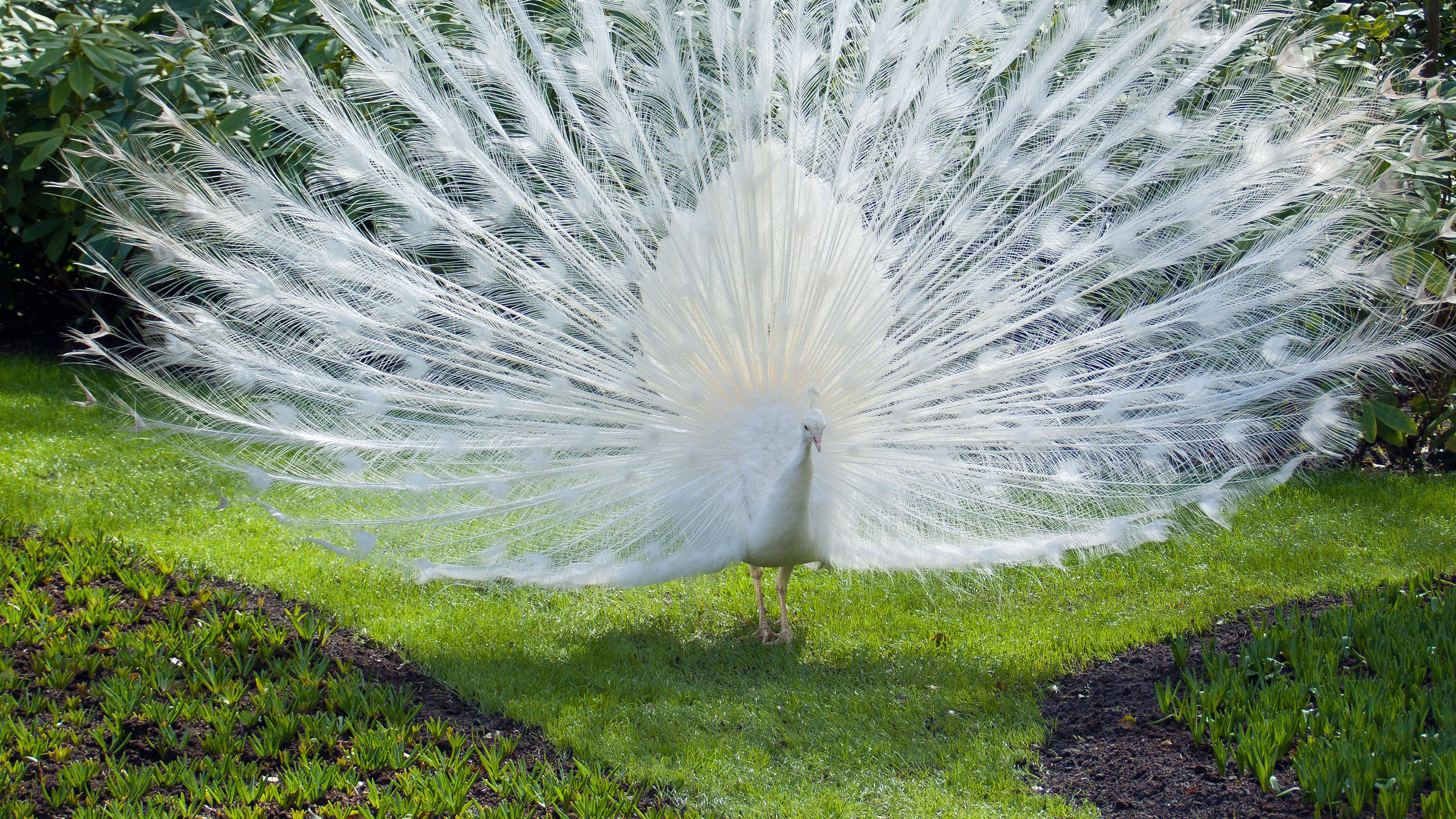 bird, peacock, white, 4k, HD Wallpaper