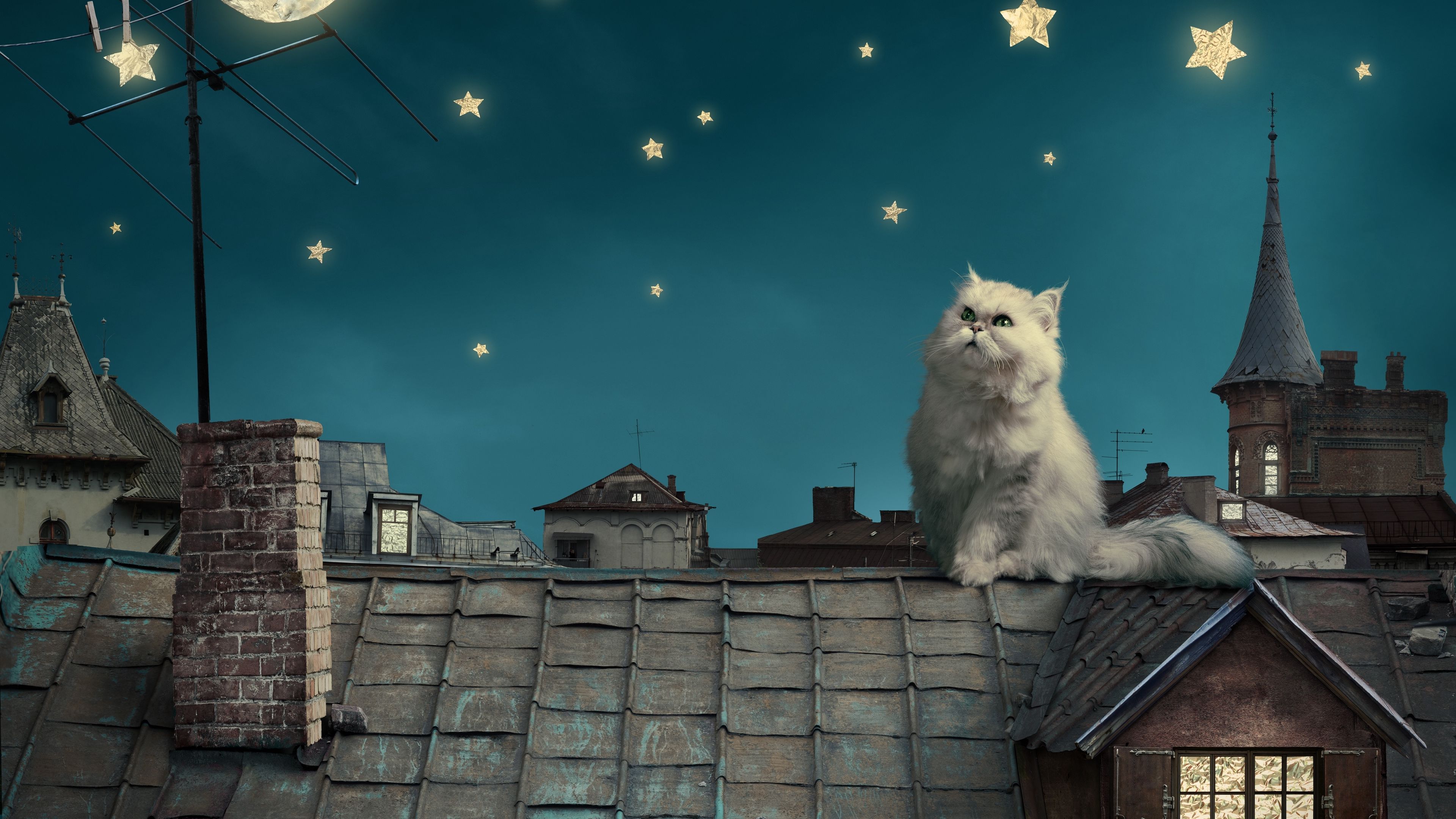 white persian cat, kitten, fairy tale, fantasy, roofs, houses, sky, night, stars, moon, 4k, HD Wallpaper