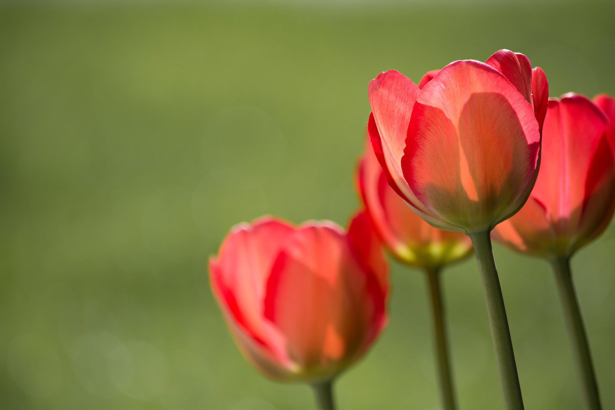 tulips red red tulips garden in the garden nature 4k, HD Wallpaper