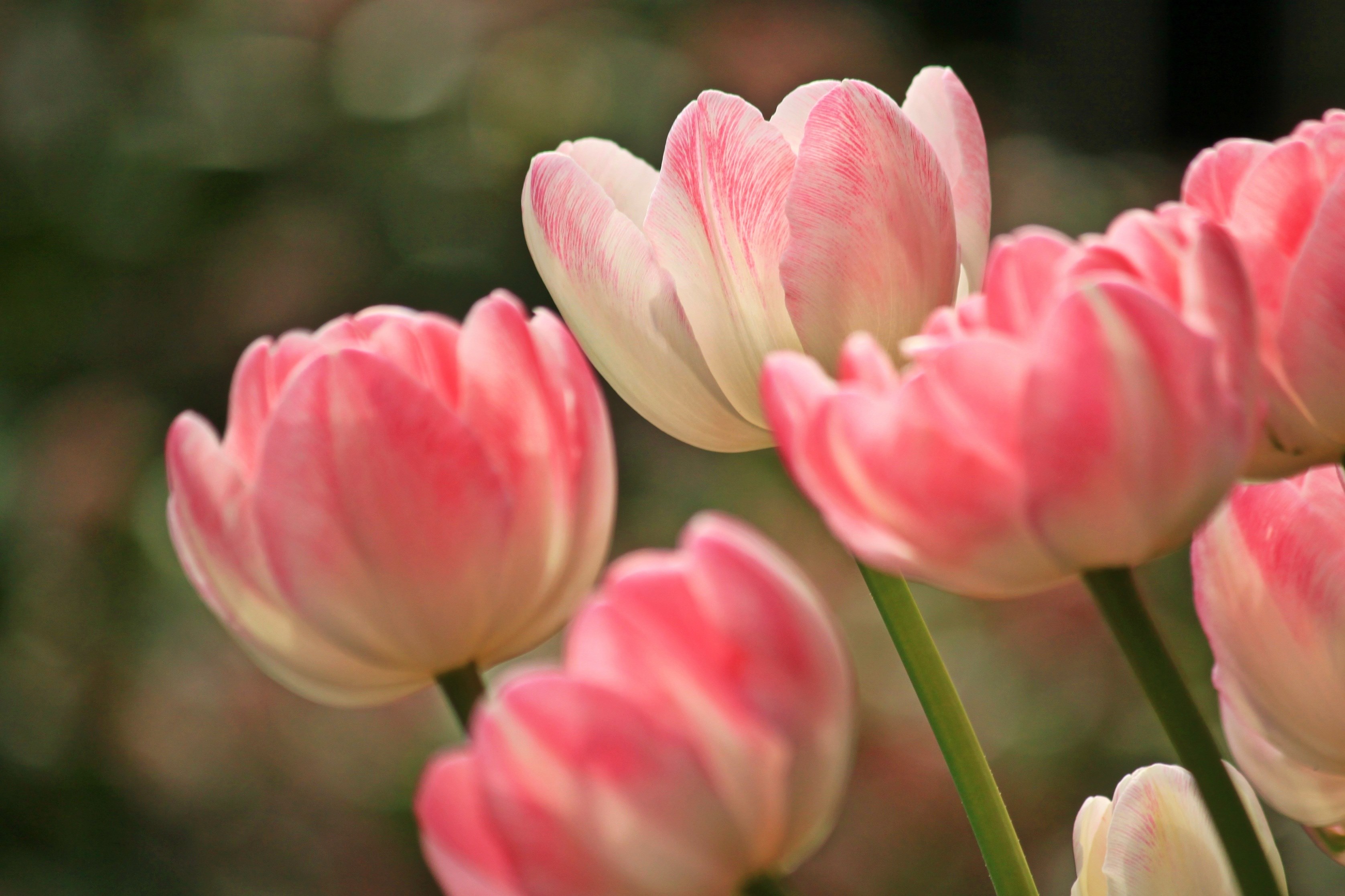 tulips flowers spring plant flora nature close 4k, HD Wallpaper