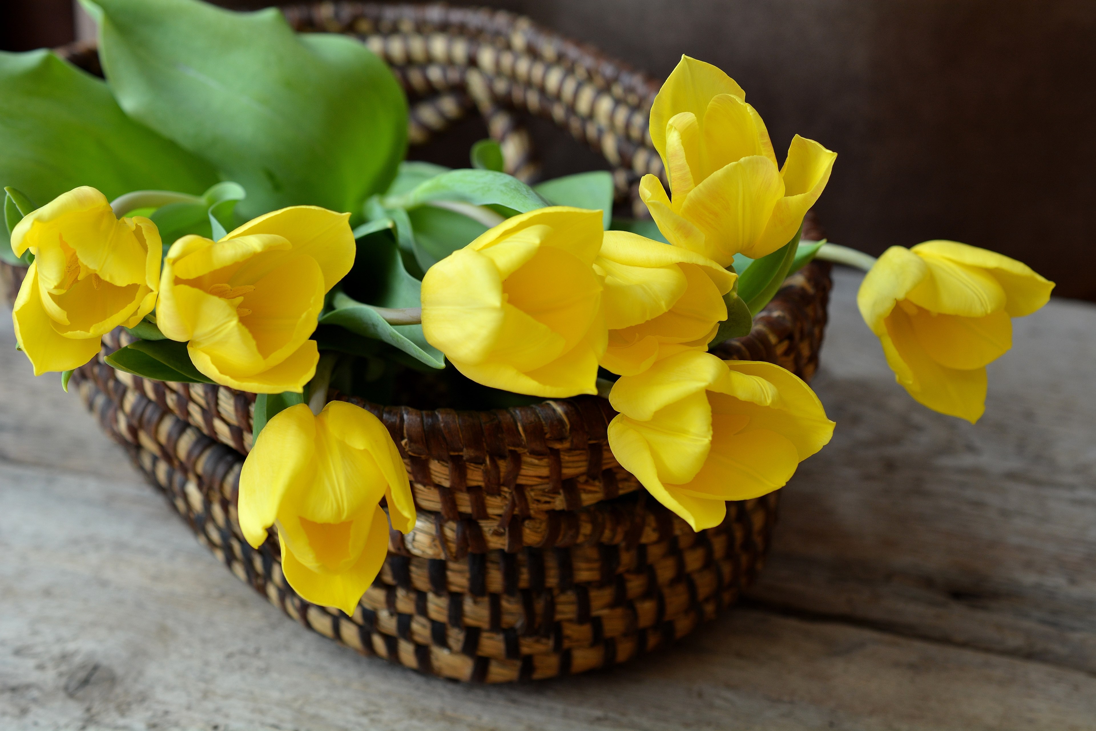 tulips cut flowers flower basket basket flowers 4k, HD Wallpaper