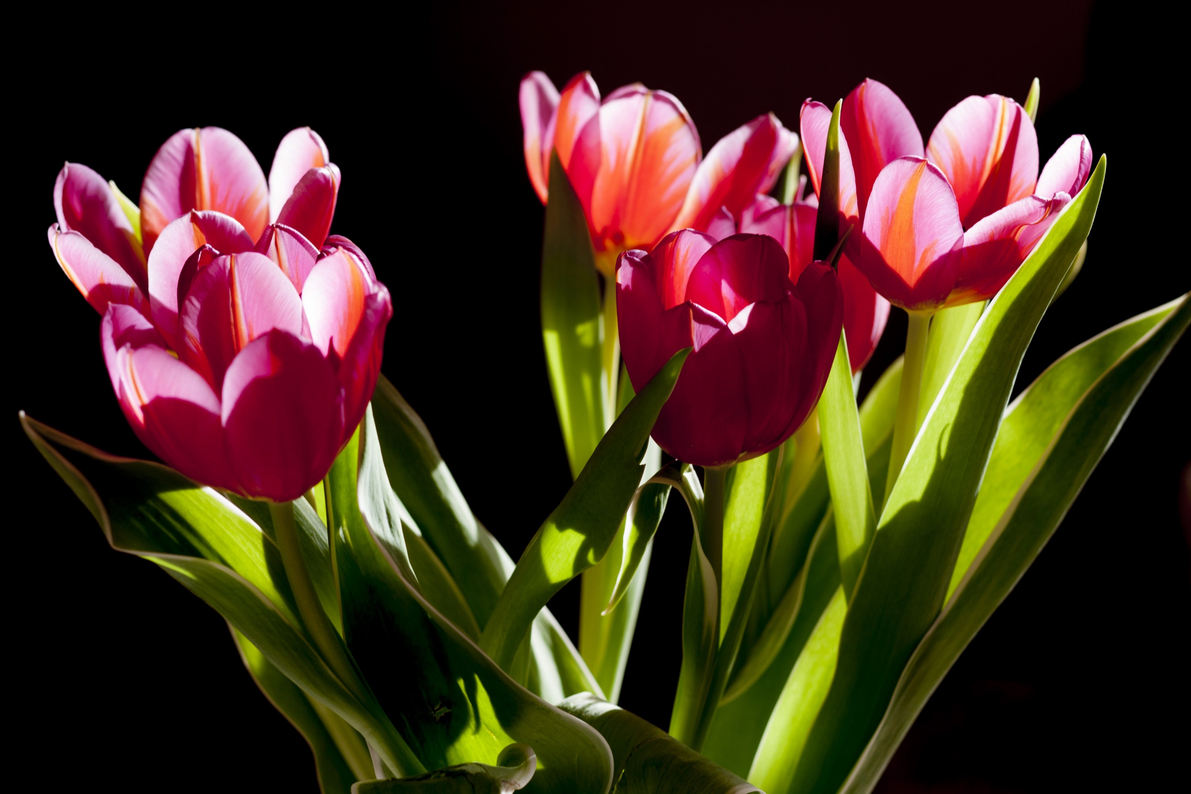 tulips flowers plant beauty green posy 4k, HD Wallpaper