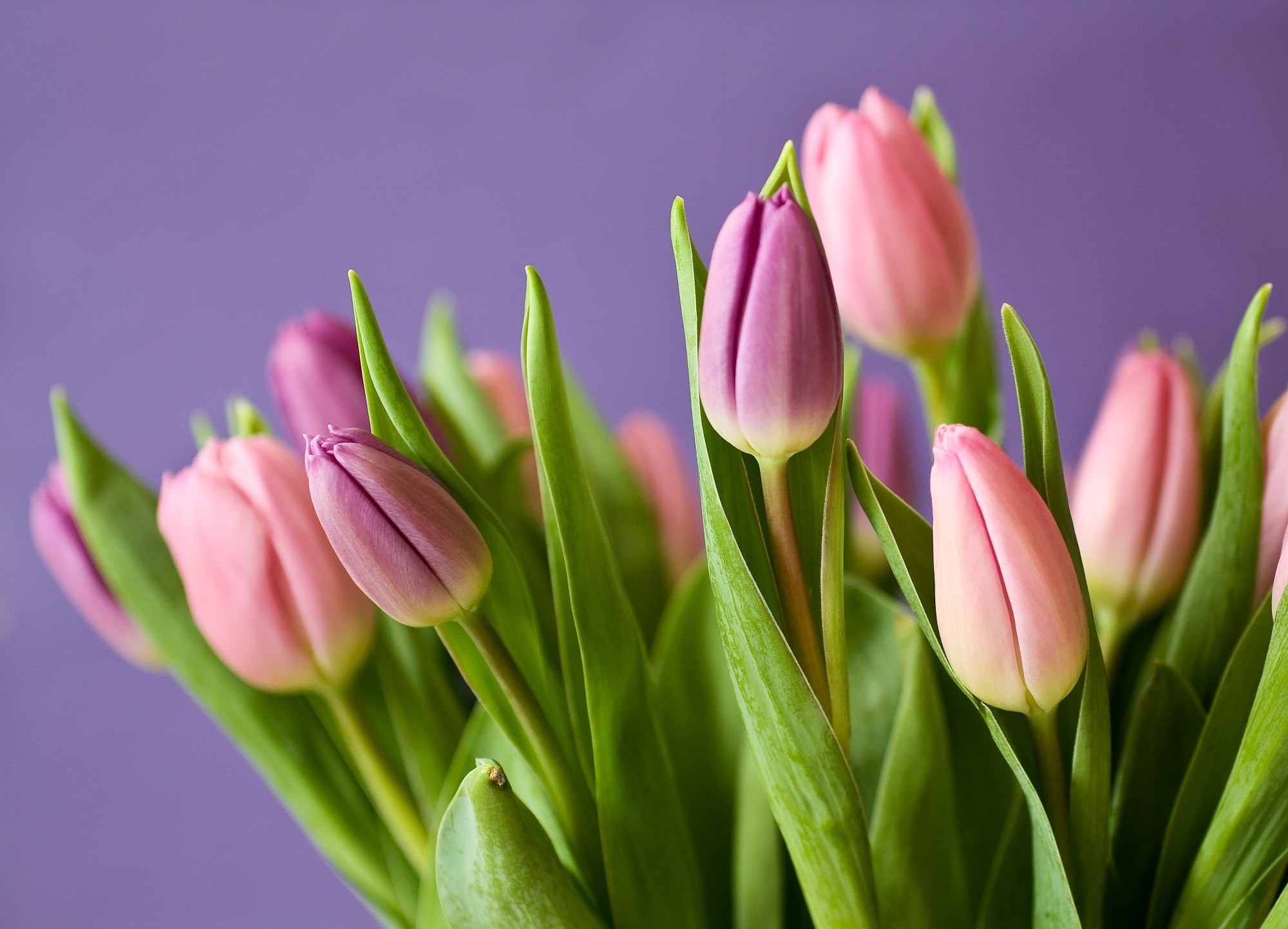 tulips flowers tulip bouquet violet pink nature 4k, HD Wallpaper