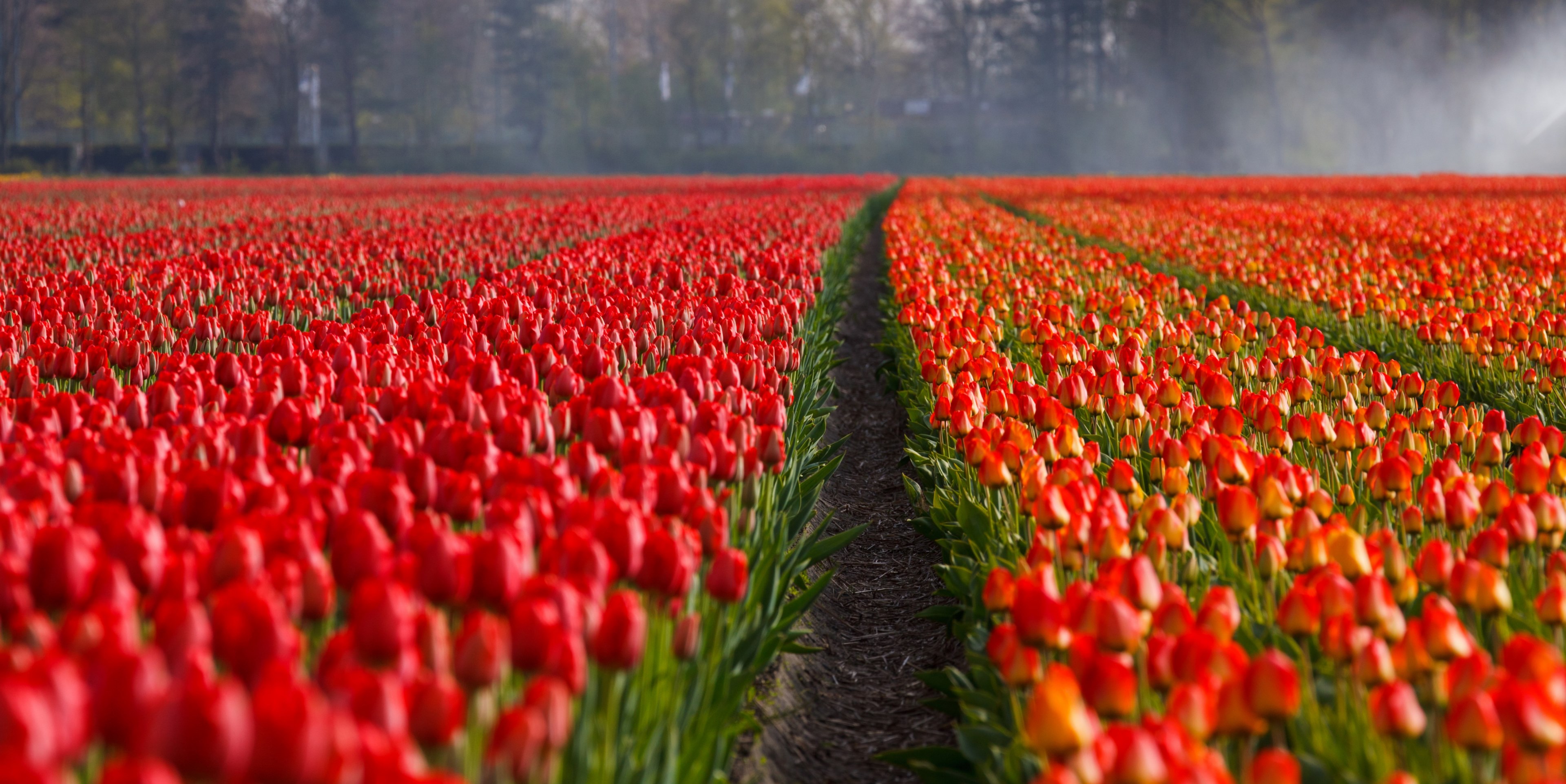 tulips tulip field fields orange red background 4k, HD Wallpaper