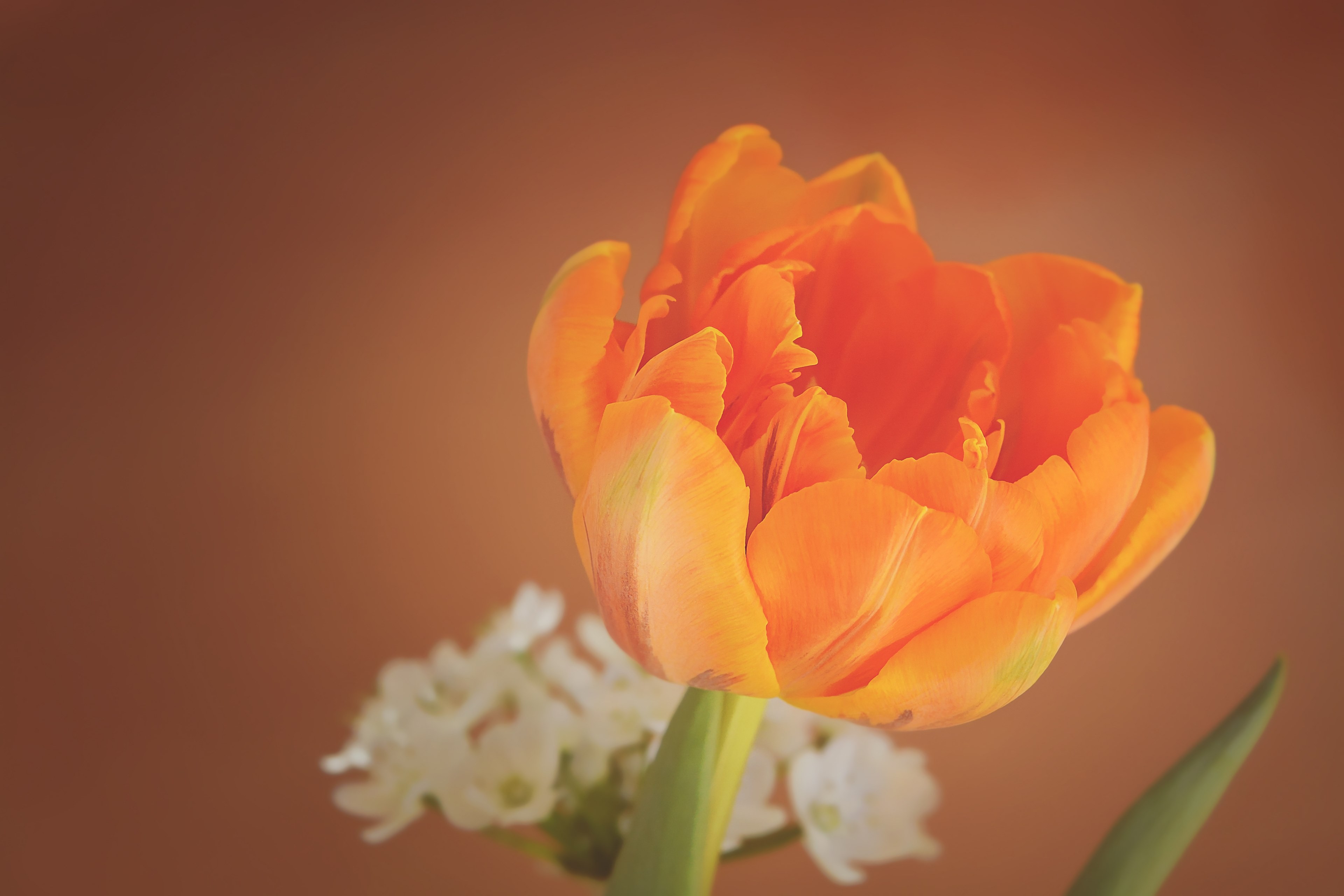 tulip flower blossom bloom orange petals 4k, HD Wallpaper