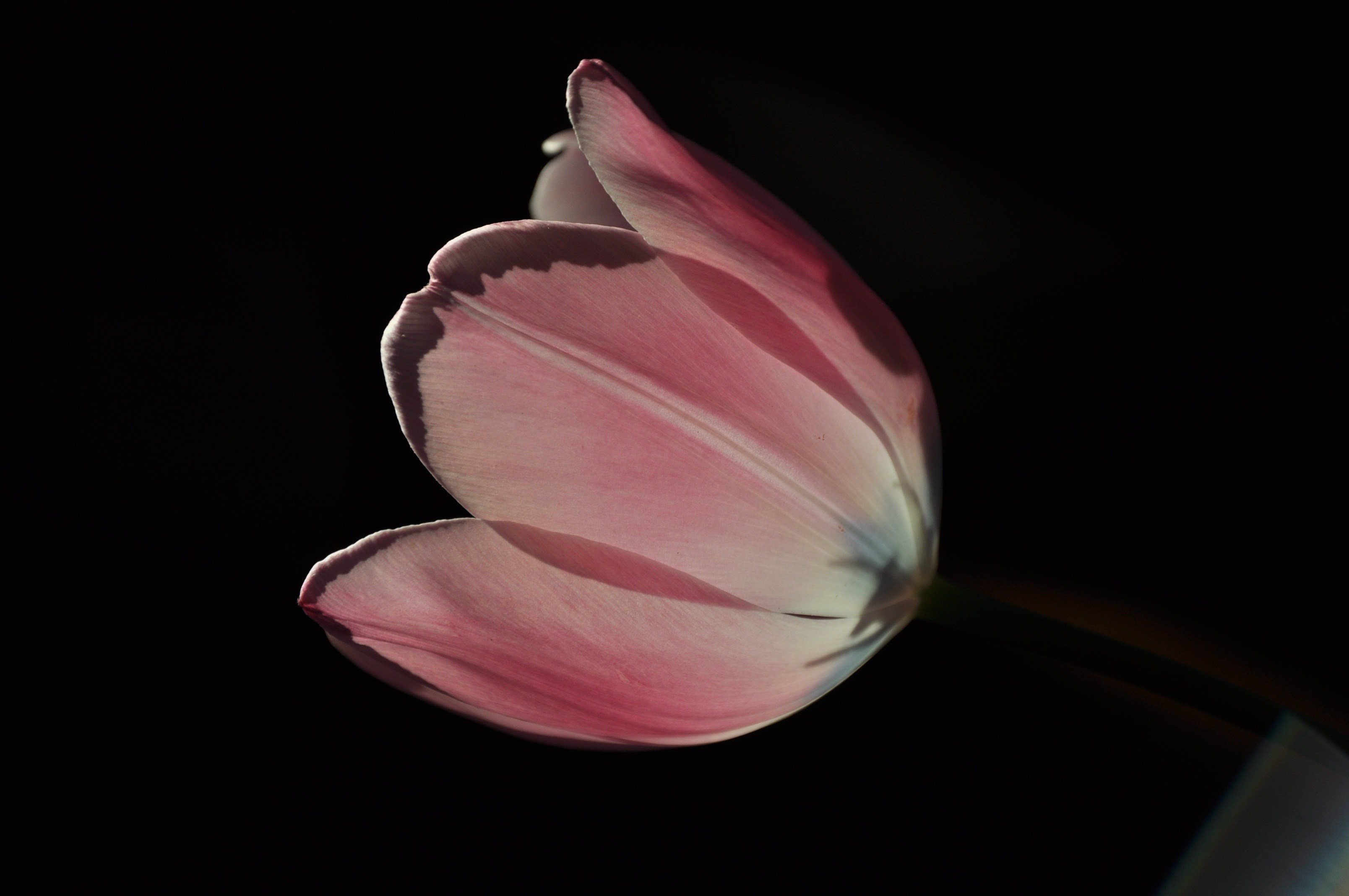 tulip flower pink spring garden plants flowers 4k, HD Wallpaper