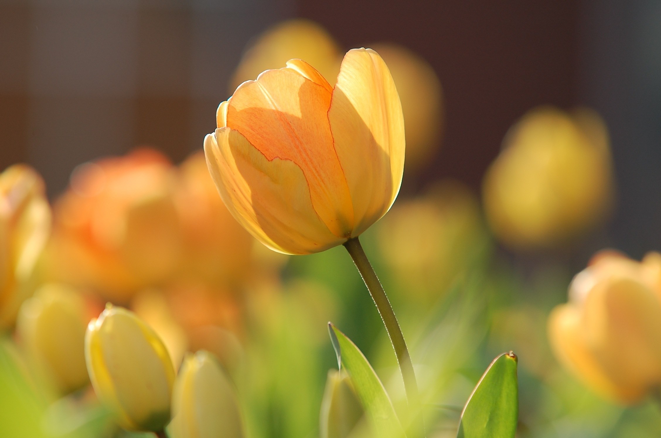 tulip yellow bright spring floral blossom natural 4k, HD Wallpaper