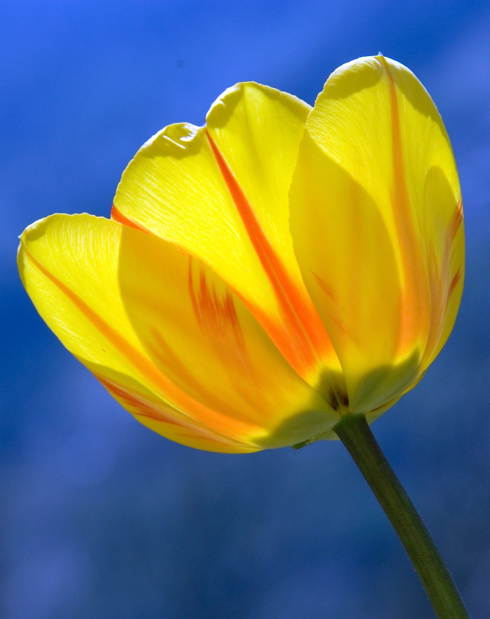 tulip yellow spring flowers 4k, Phone HD Wallpaper