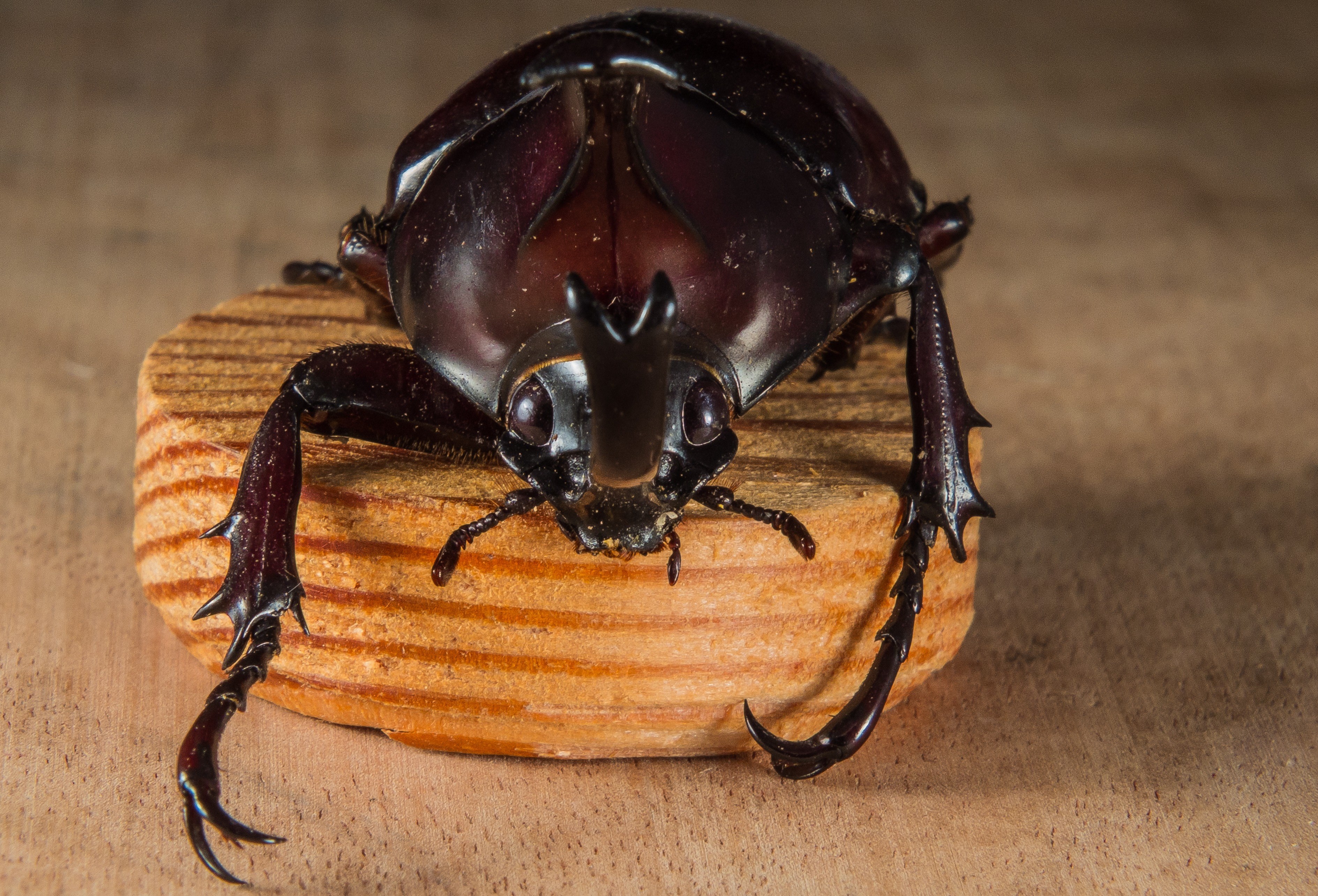 tropical beetles rhinoceros beetle riesenkaefer 4k, HD Wallpaper