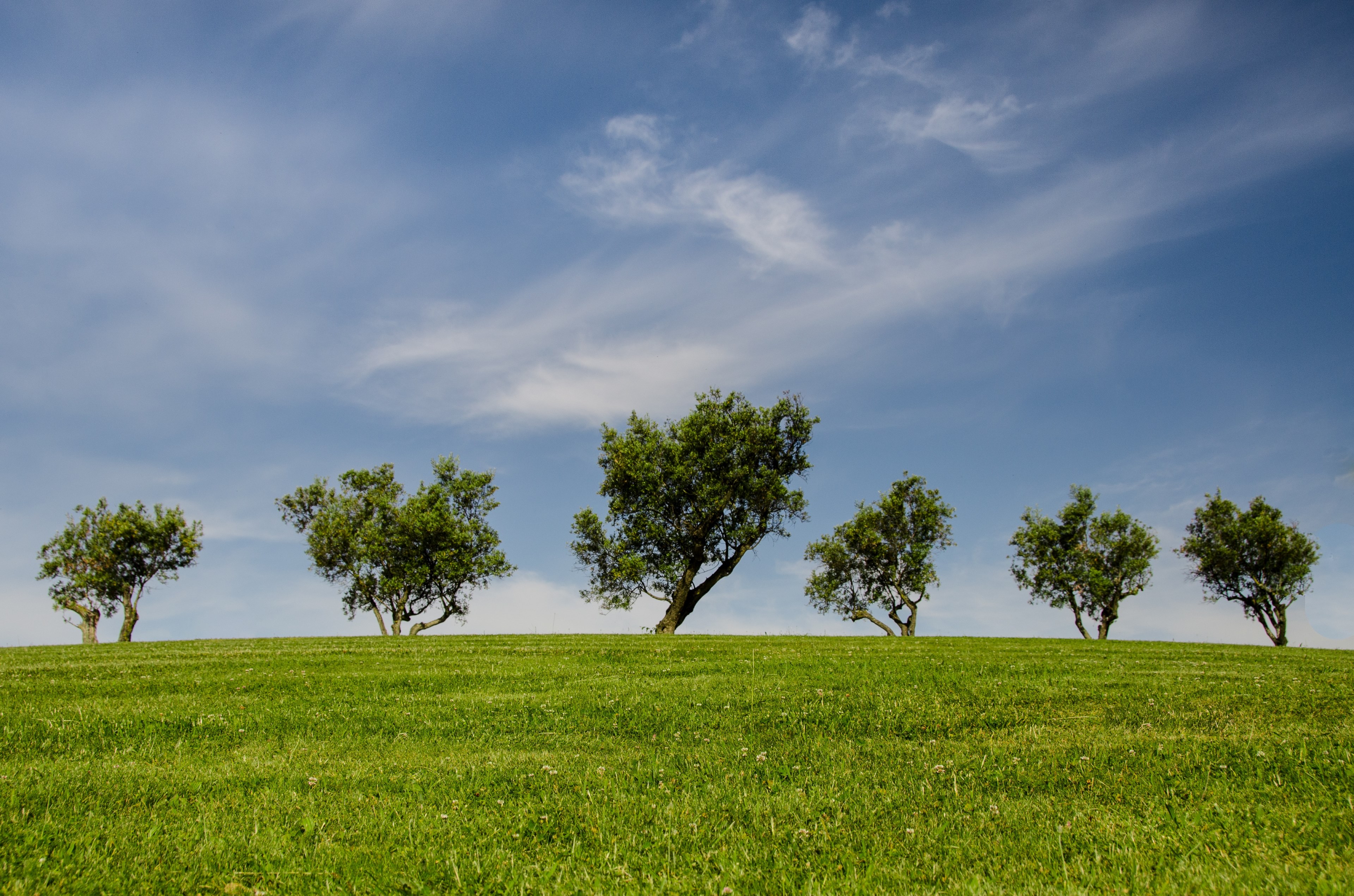 trees hill green blue nature park eco 4k, HD Wallpaper