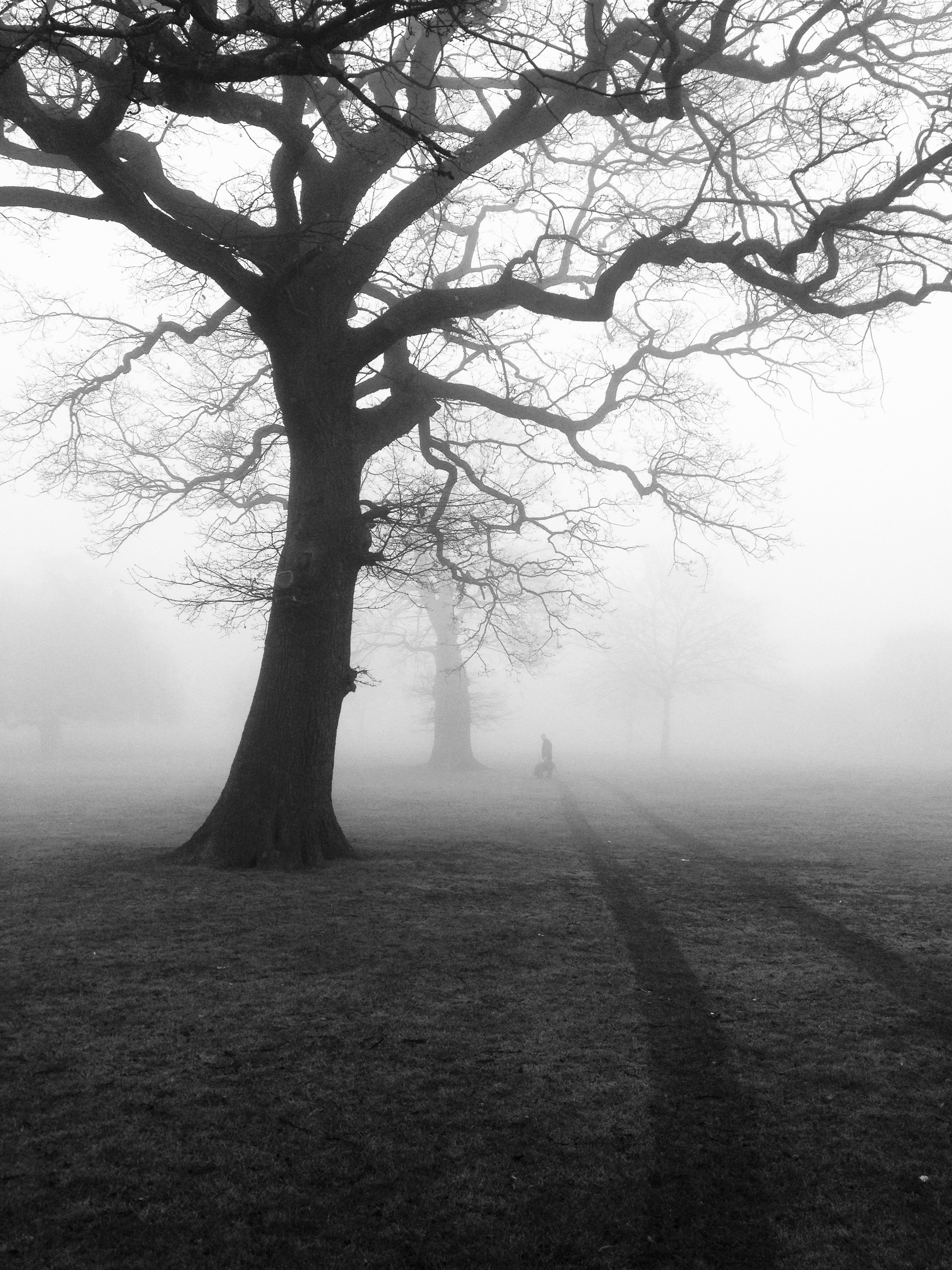trees mist fog eerie nature landscape forest 4k, Phone HD Wallpaper