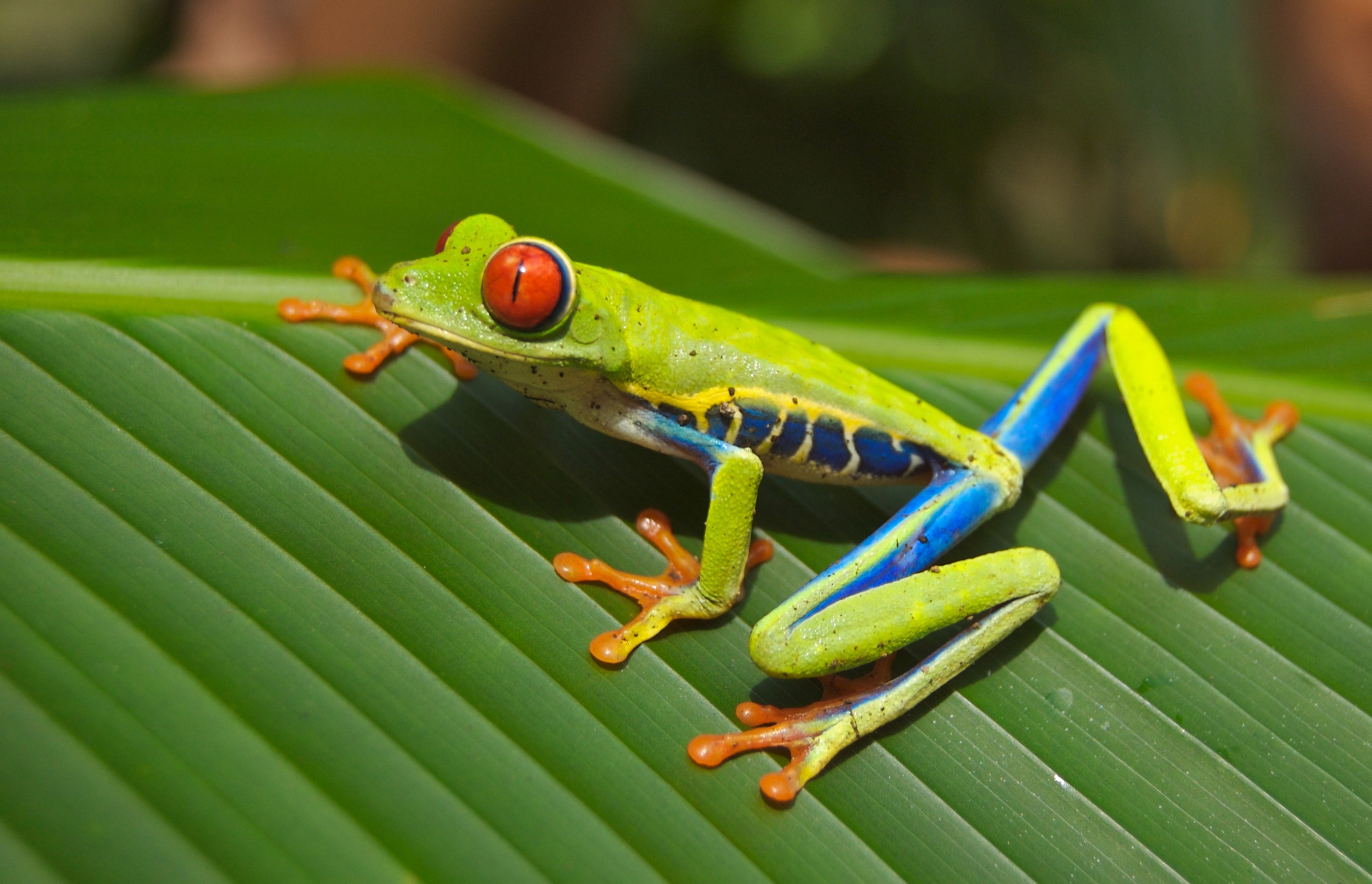 tree frog frog red eyed amphibian nature green 4k, HD Wallpaper