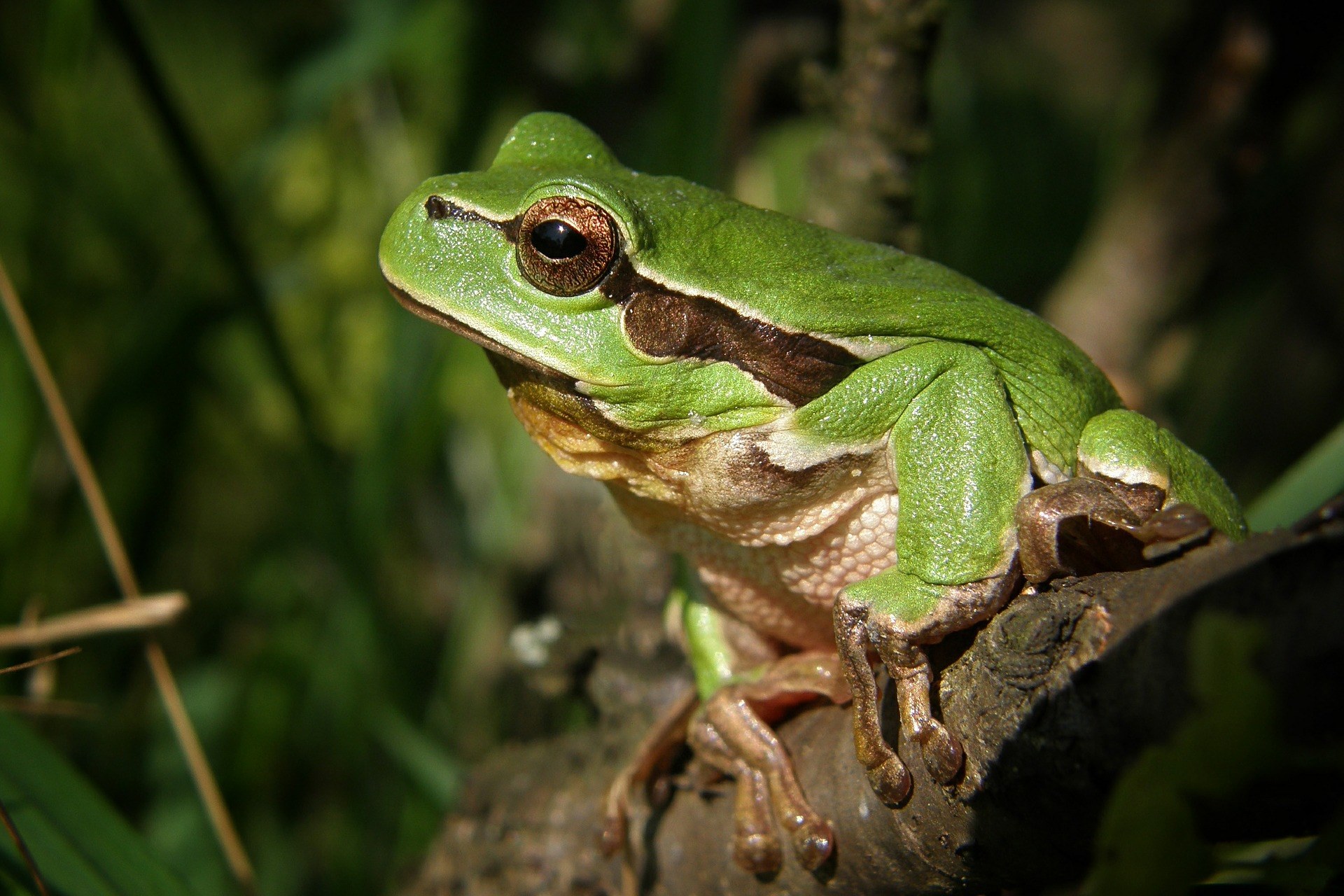 tree frog frog nature macro green amphibian bush 4k, HD Wallpaper