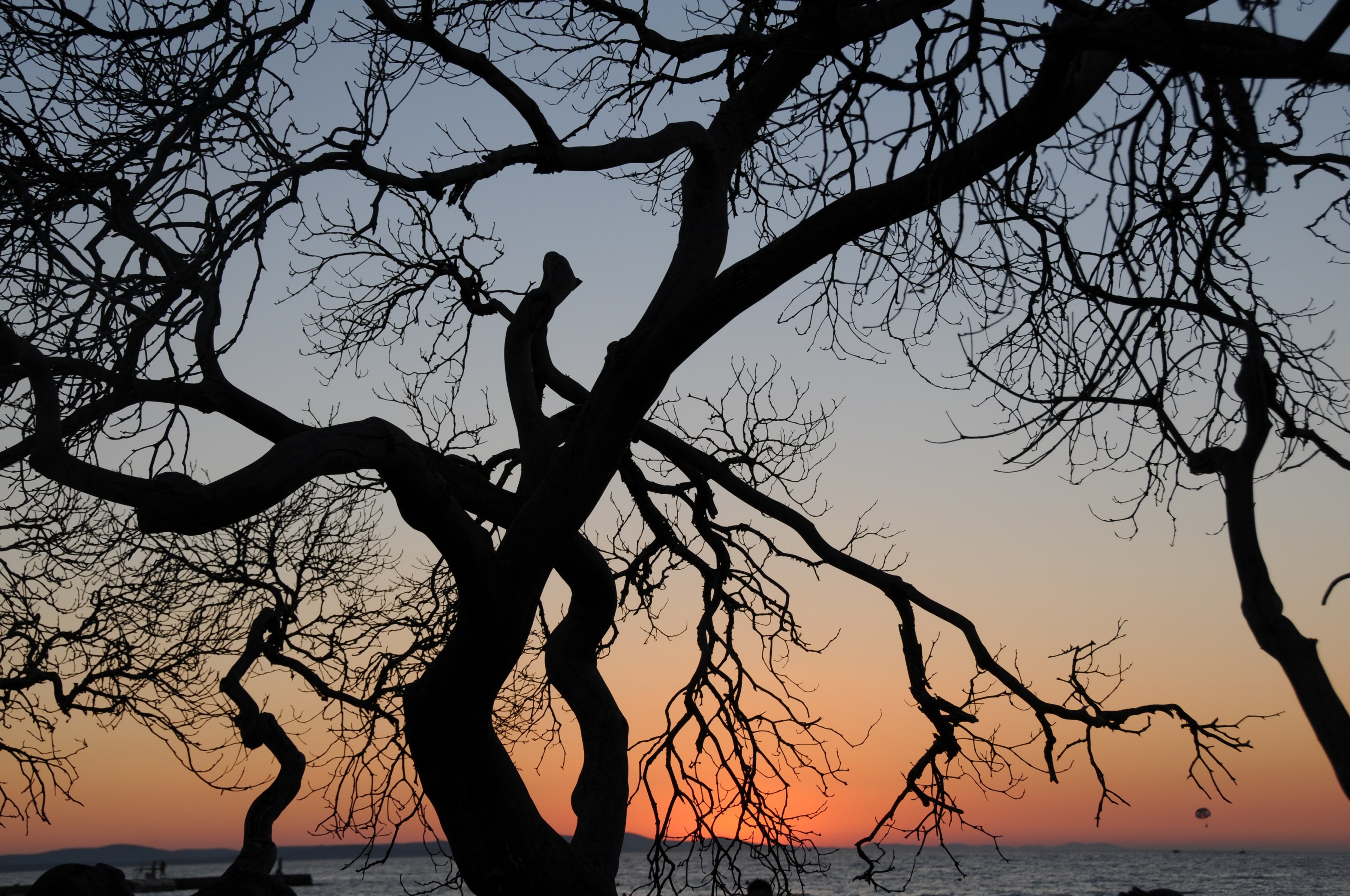 tree back light landscape sunset contrast 4k, HD Wallpaper