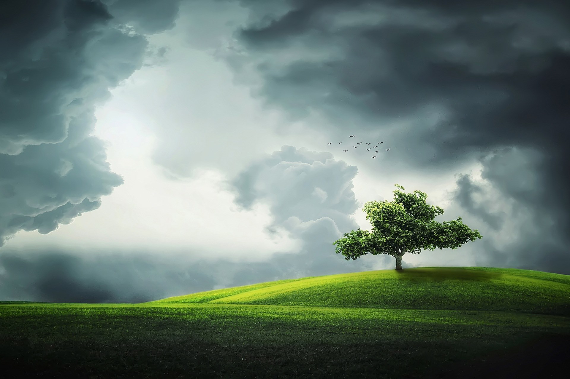 tree birds lands landscape flower season plant 4k, HD Wallpaper