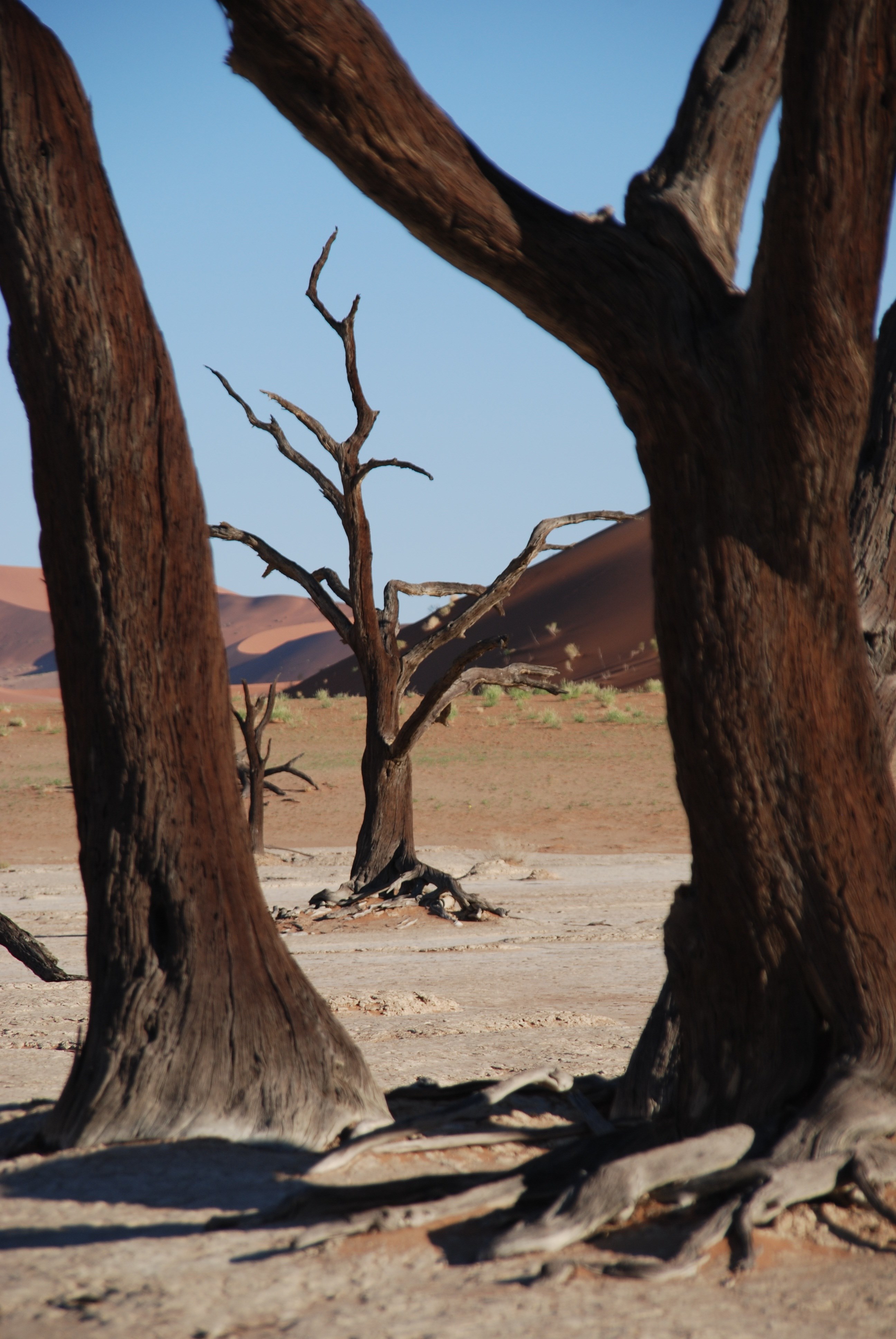 tree forest desert africa etosha national park 4k, Phone HD Wallpaper