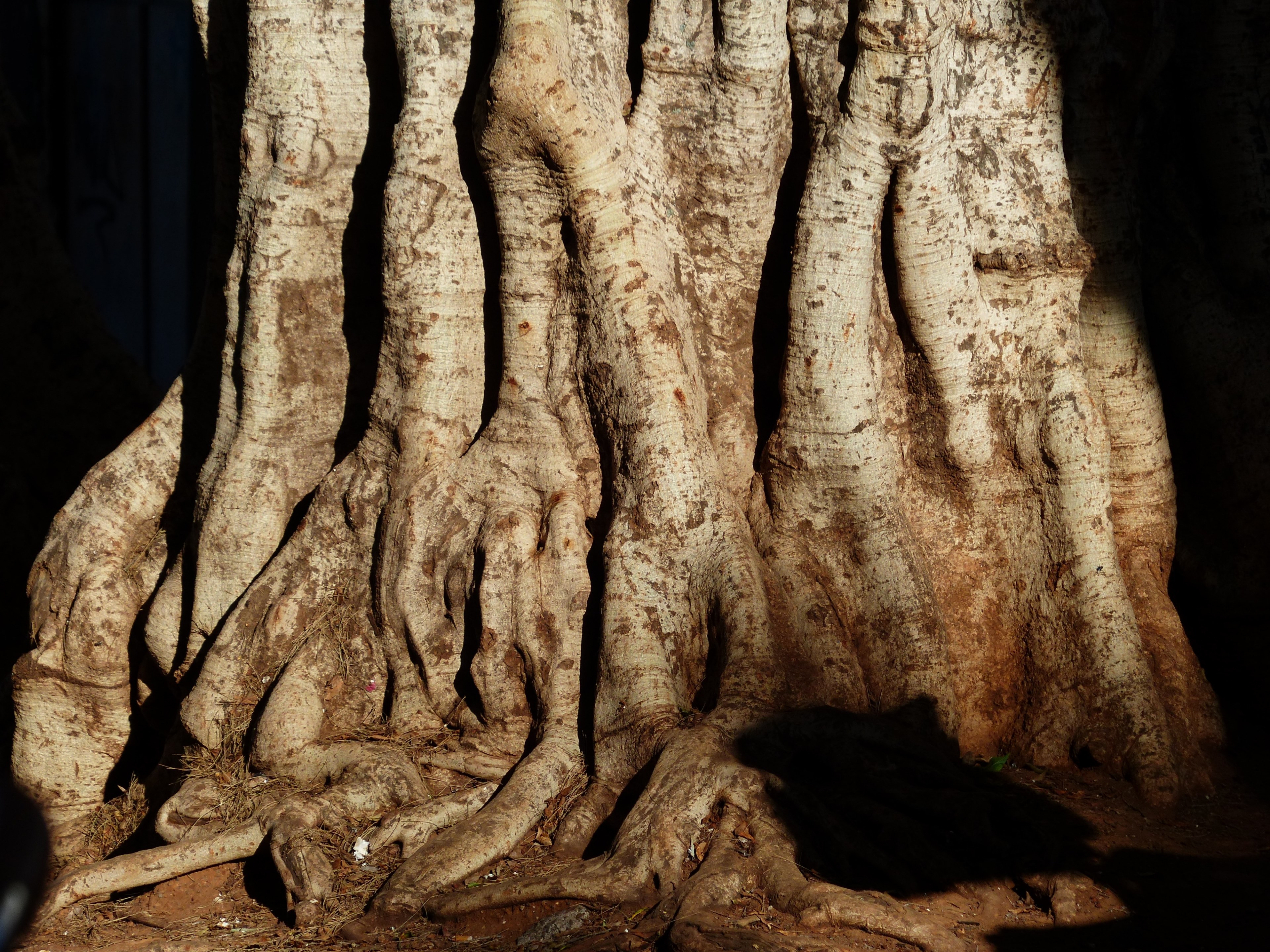 tree log tribe large massive laurel tree 4k, HD Wallpaper