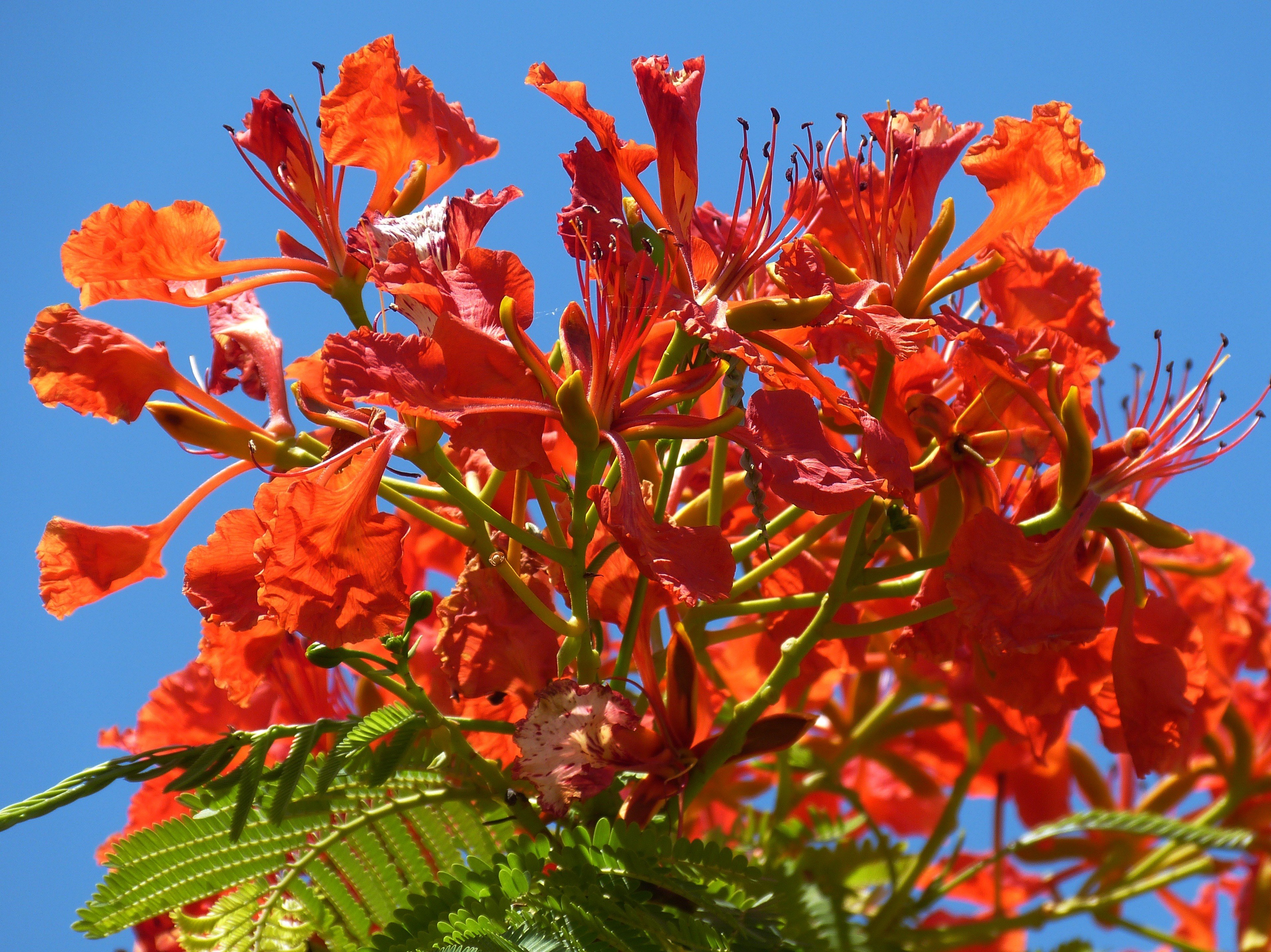tree nature flowers garden spring tropics 4k, HD Wallpaper