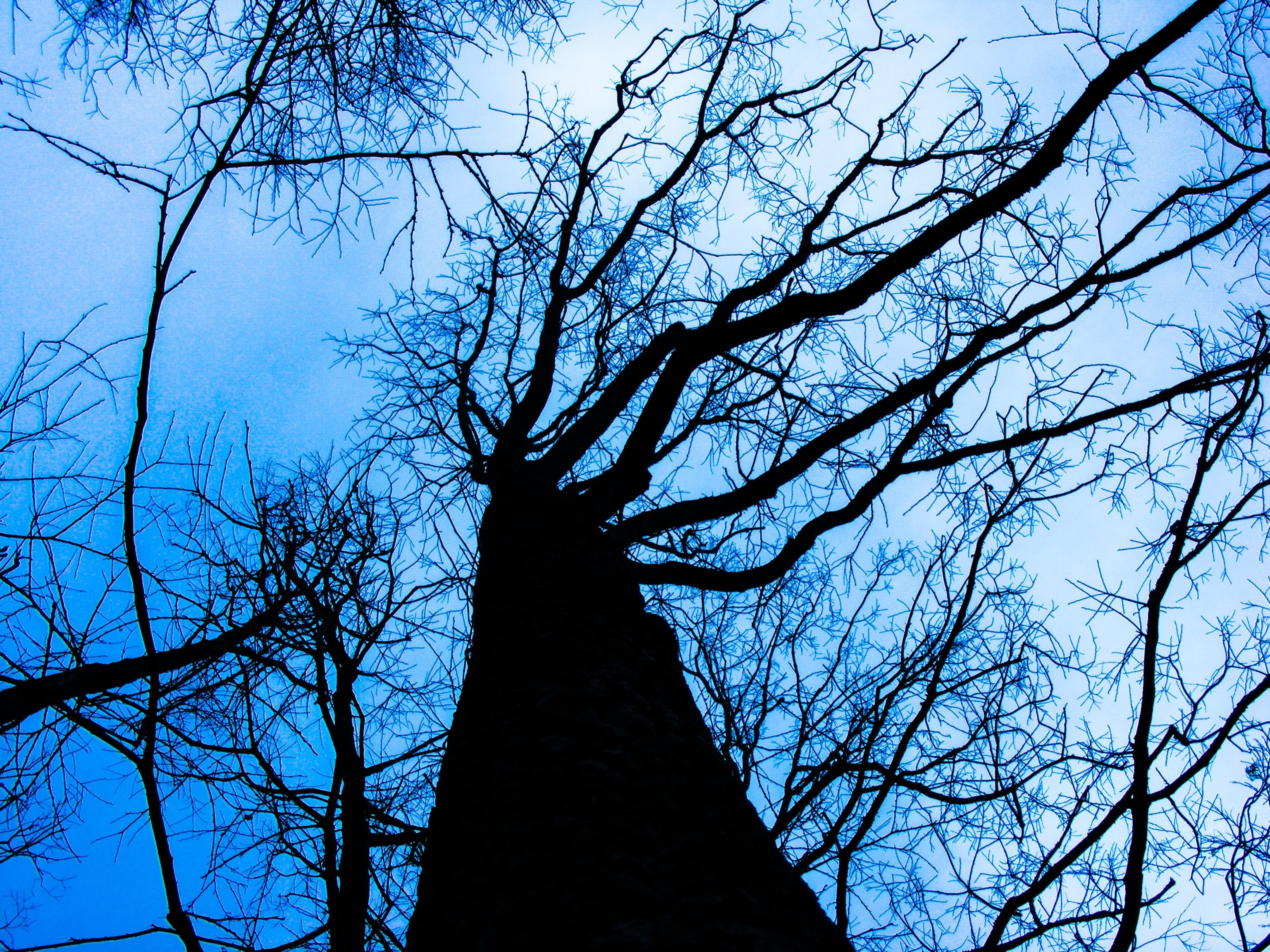 tree dead winter nature winter mood trees sky 4k, HD Wallpaper