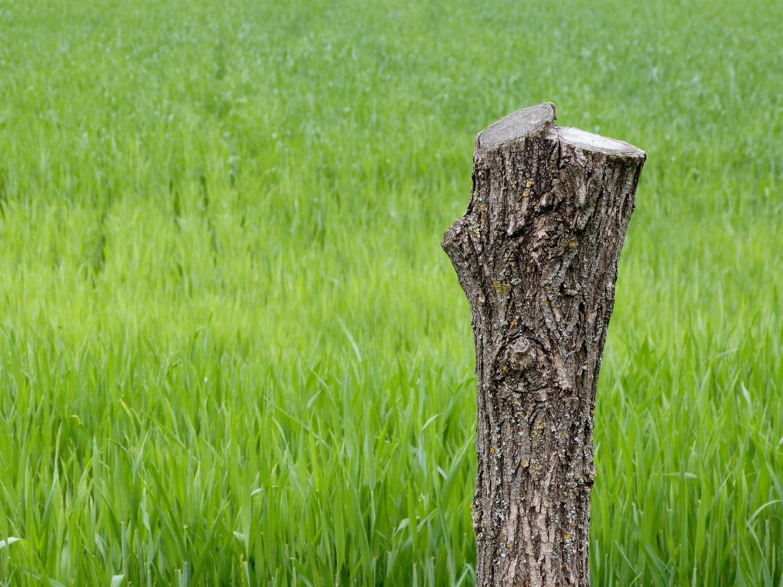 tree stump dead wood nature forest trunk 4k, HD Wallpaper