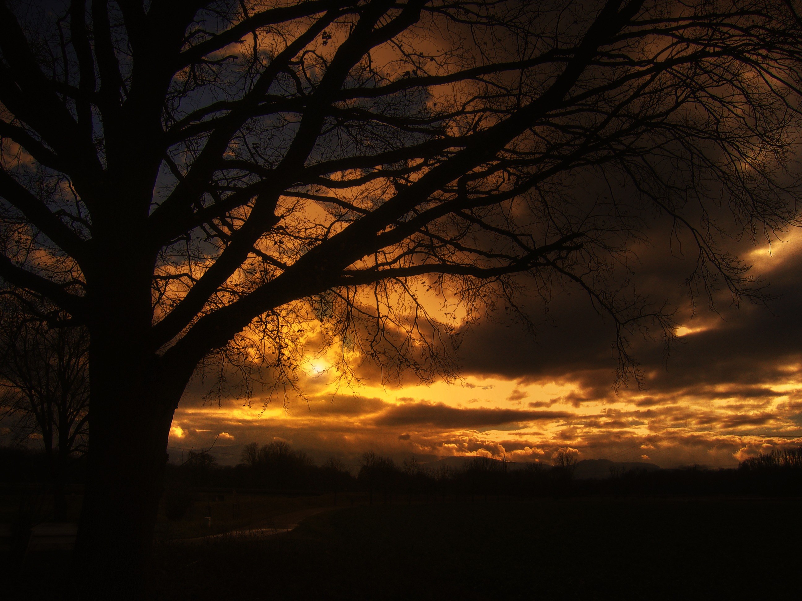 tree sunset beautiful sky clouds golden still 4k, HD Wallpaper
