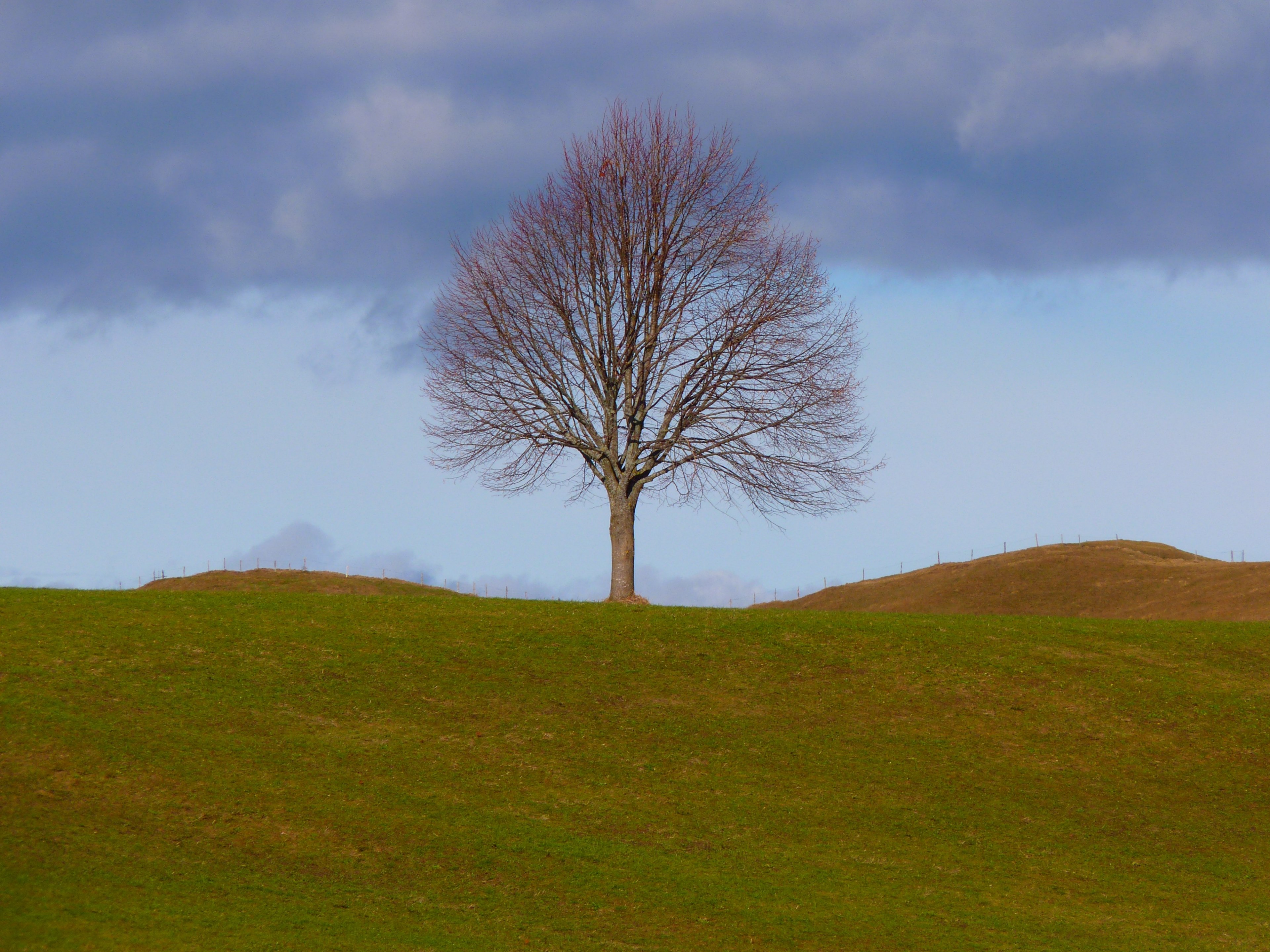 tree individually nature meadow sky still life 4k, HD Wallpaper