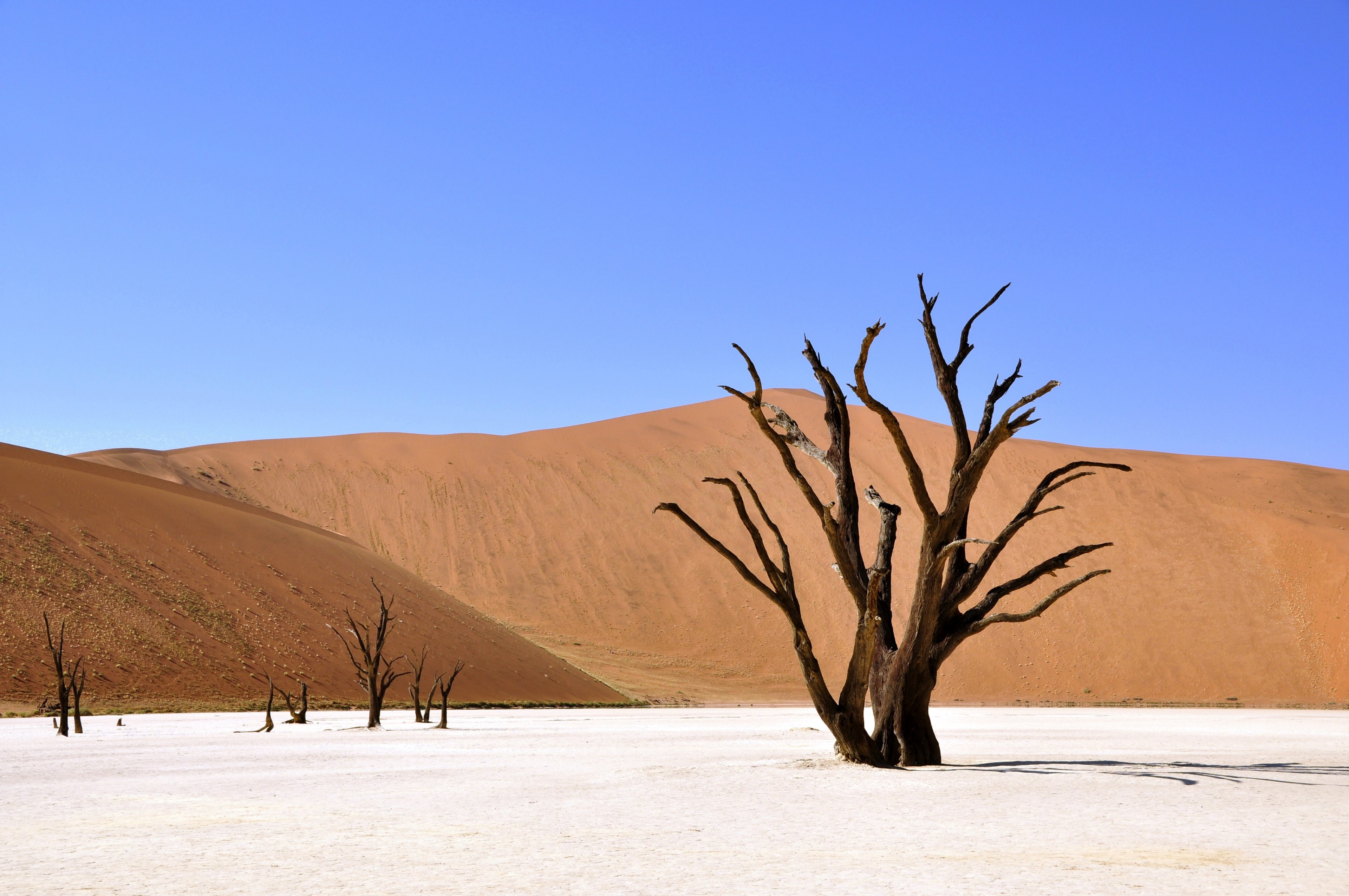 tree desert namibia dead vlei deadvlei clay pan 4k, HD Wallpaper