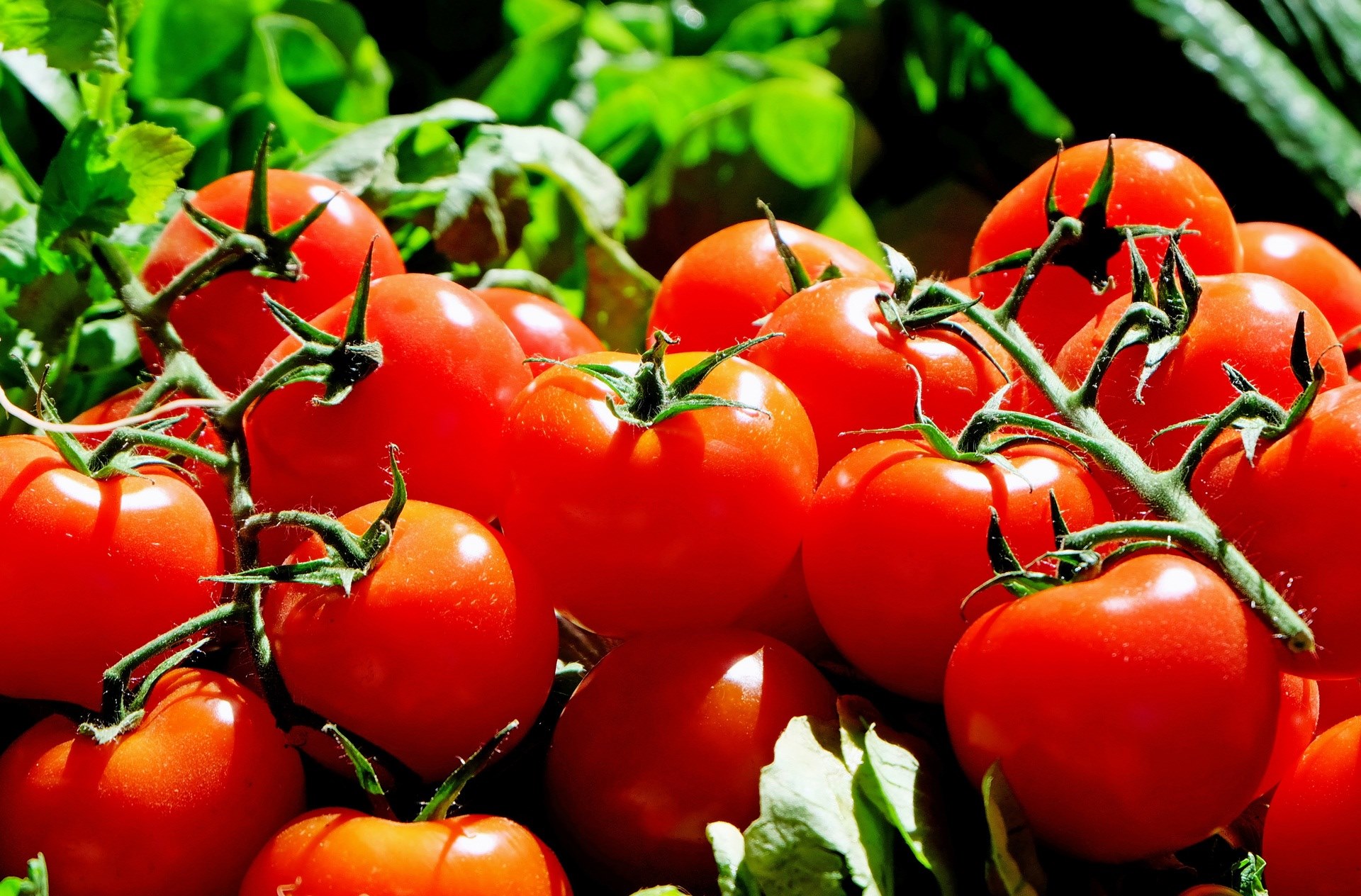 tomatoes red food frisch market 4k, HD Wallpaper