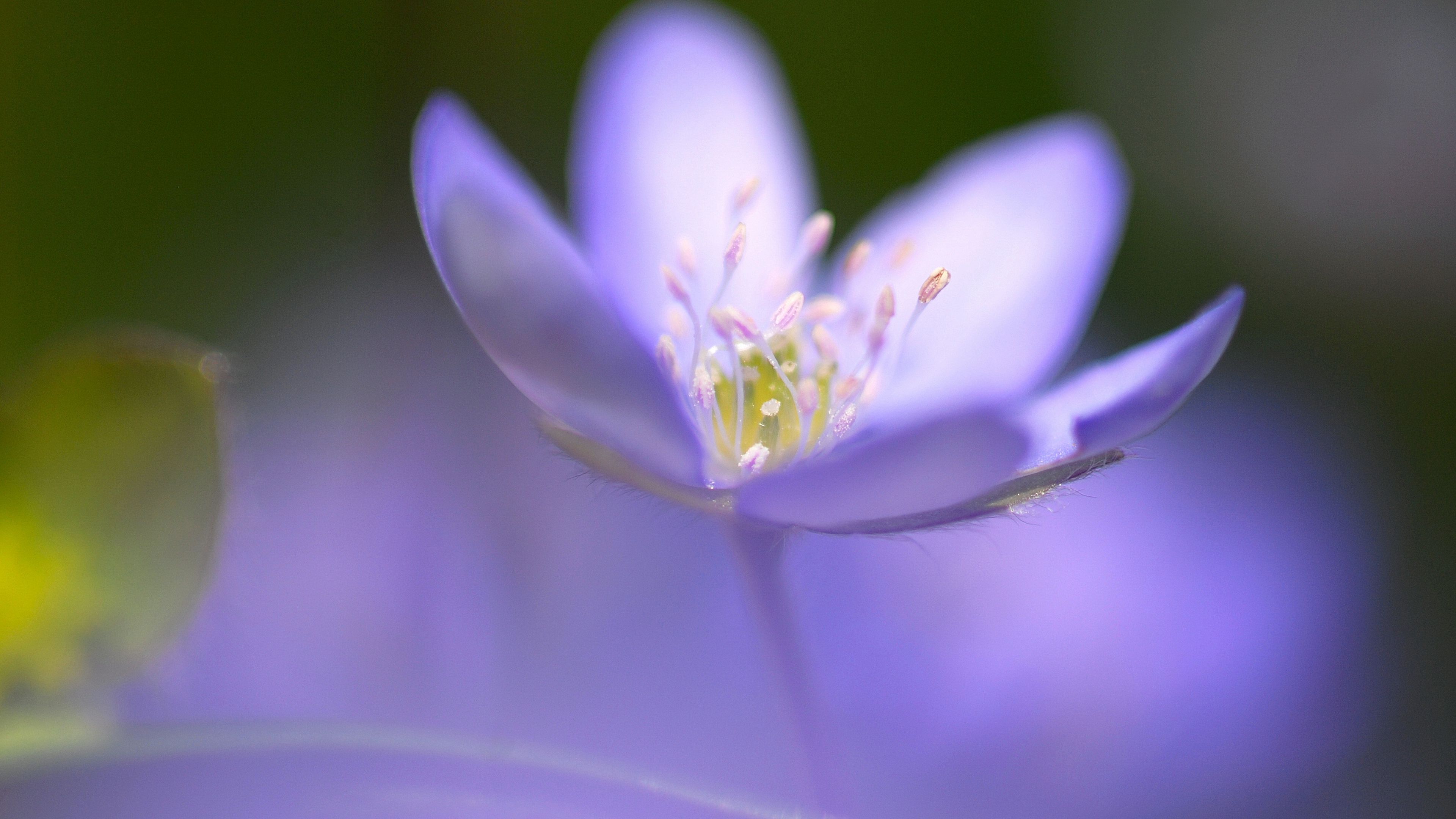 flower, blue, focus, 4k, HD Wallpaper