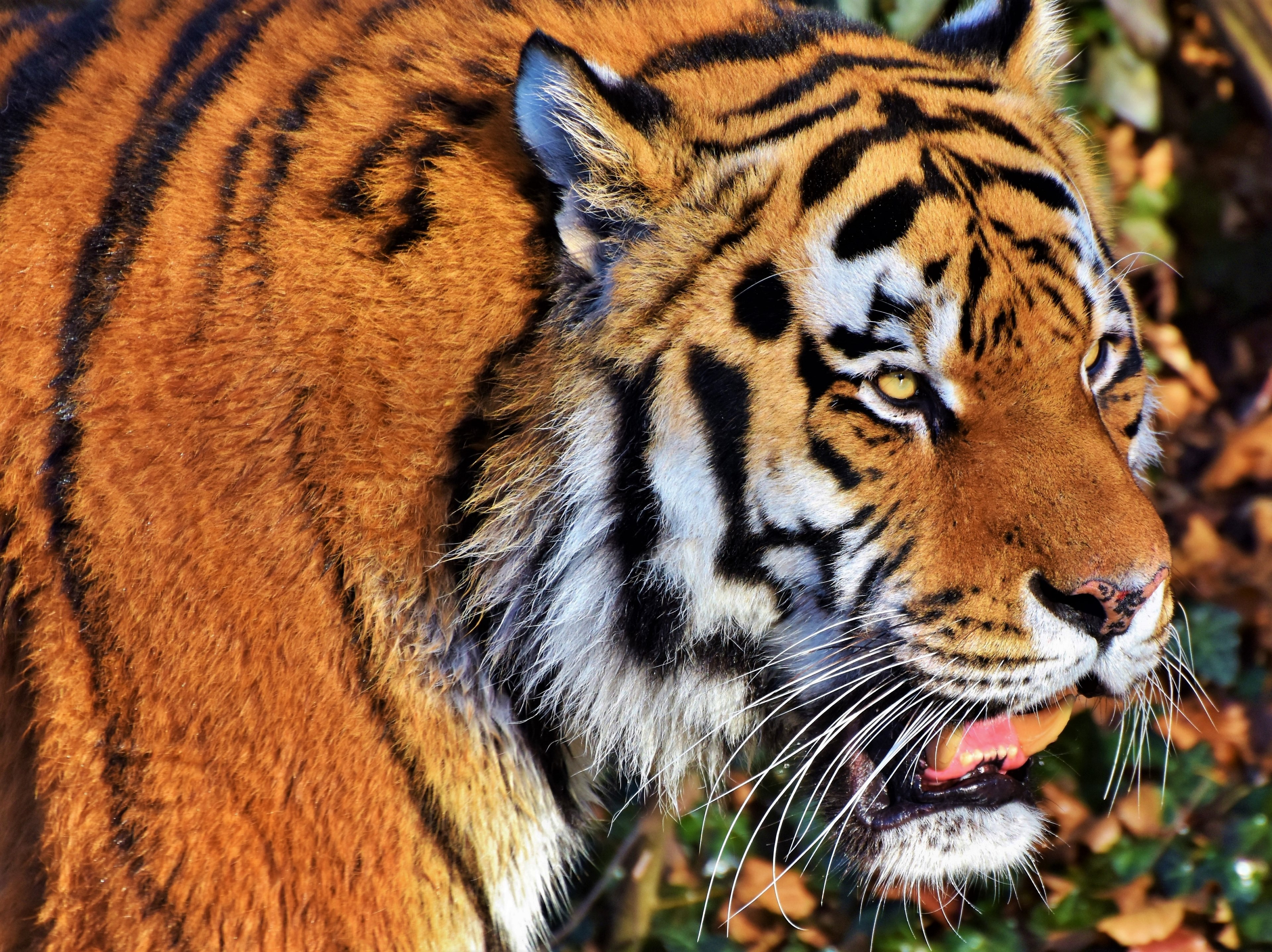 tiger cat predator wildcat big cat dangerous 4k, HD Wallpaper