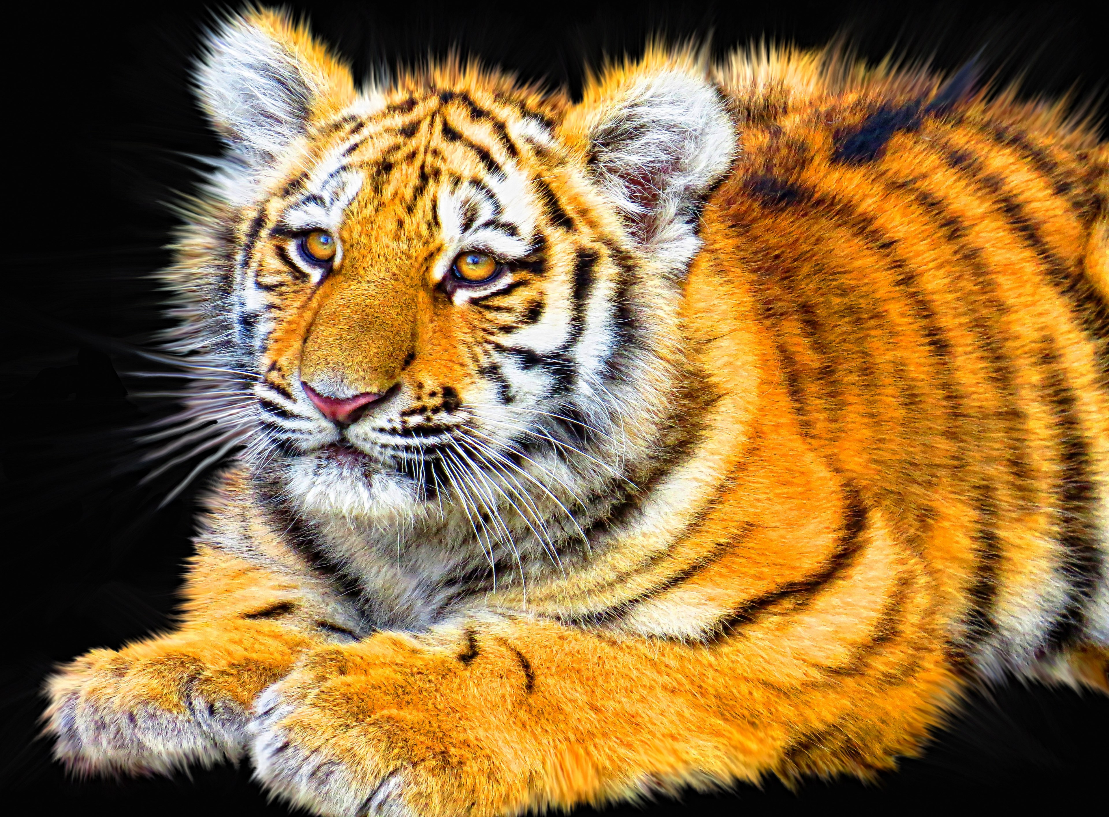 tiger cub animal mammal predator wildlife wild 4k, HD Wallpaper