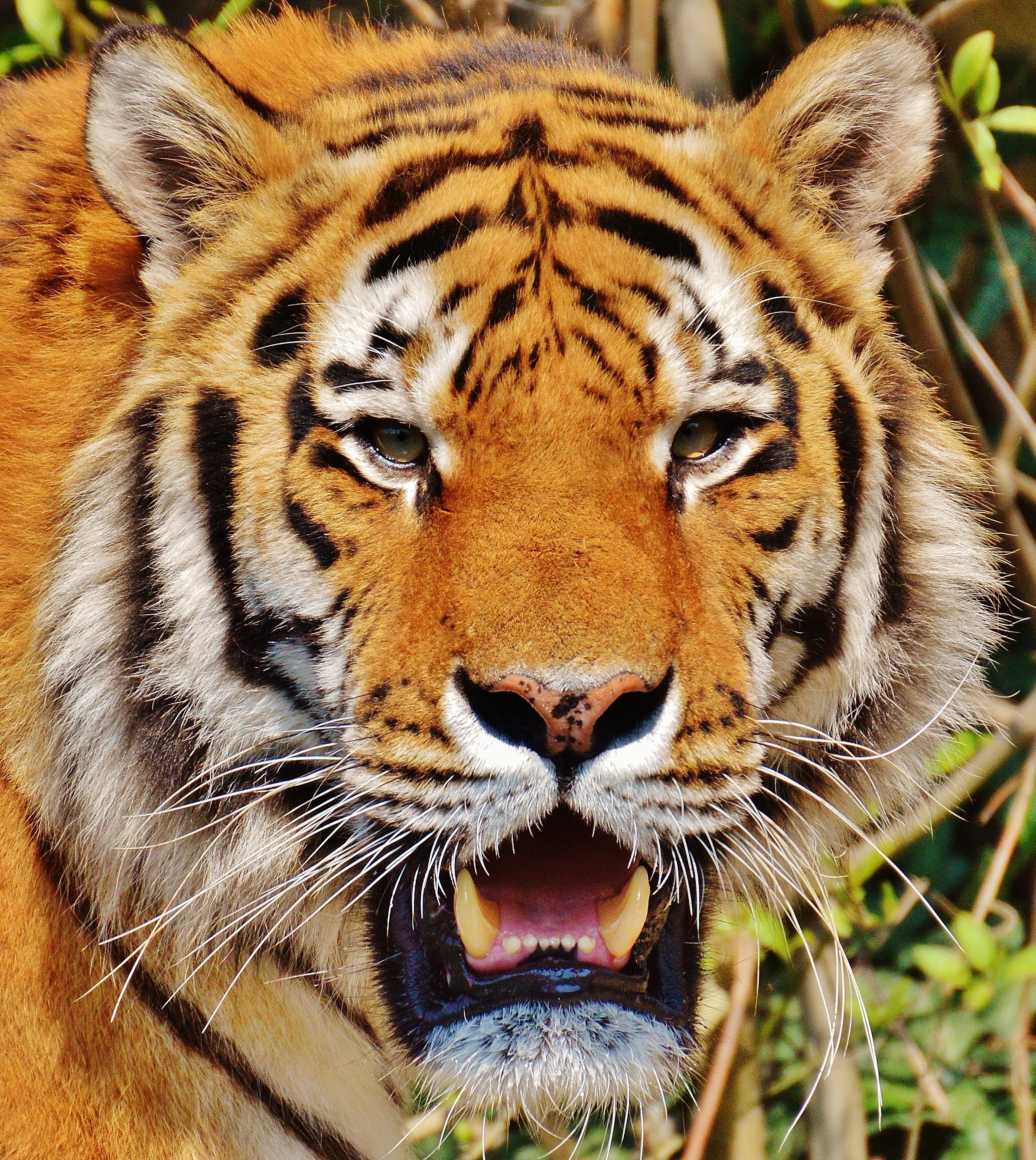 tiger predator fur beautiful dangerous cat 4k, Phone HD Wallpaper