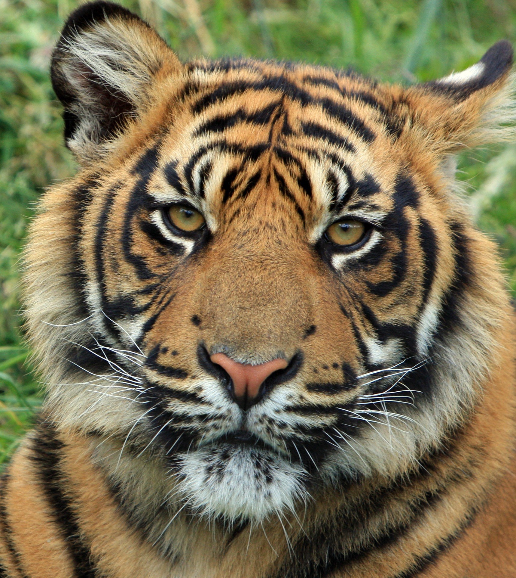 tiger cub tiger cub big cat feline animal 4k, Phone HD Wallpaper