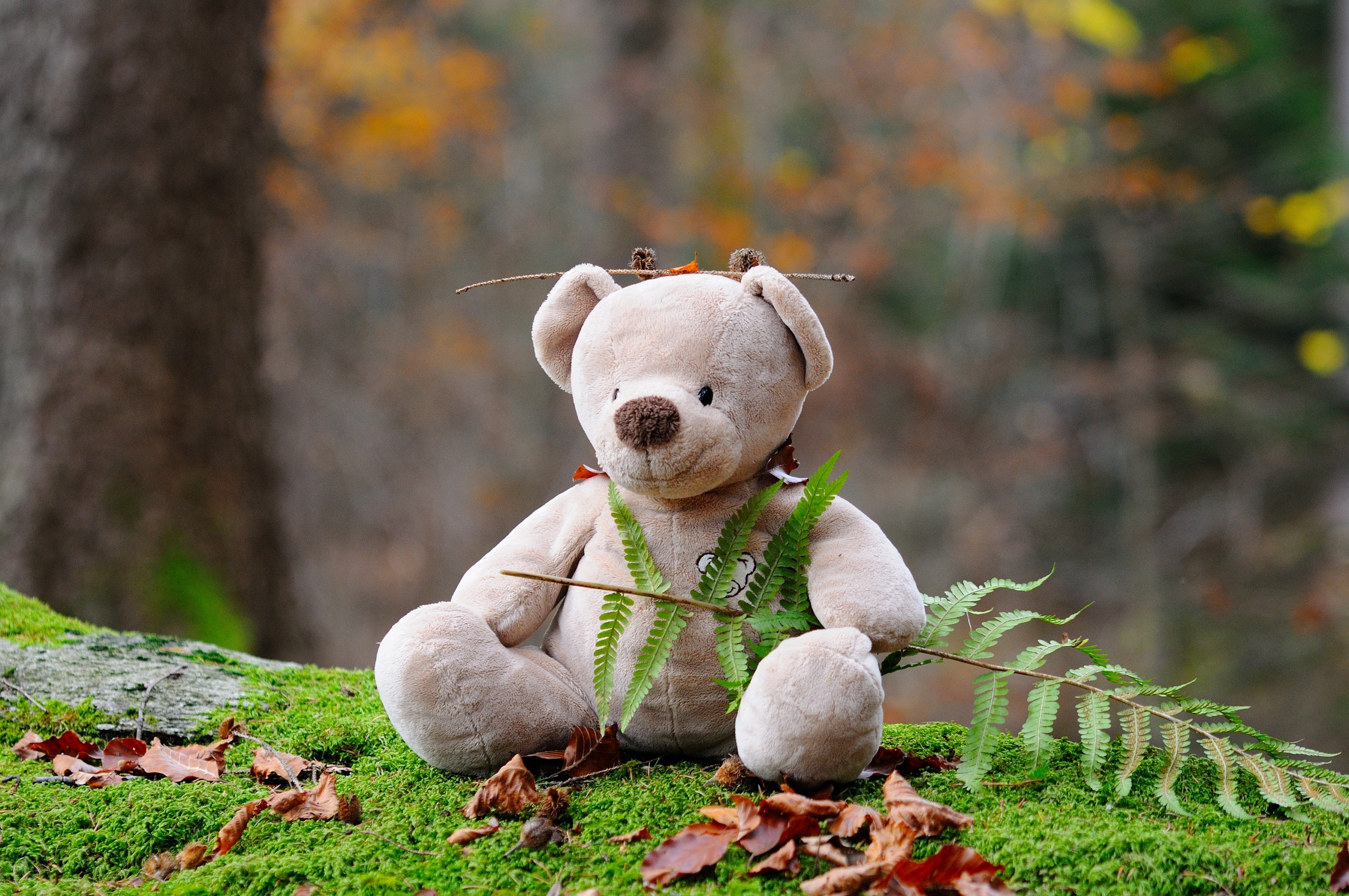 teddy bear bear children toys forest stuffed animal 4k, HD Wallpaper