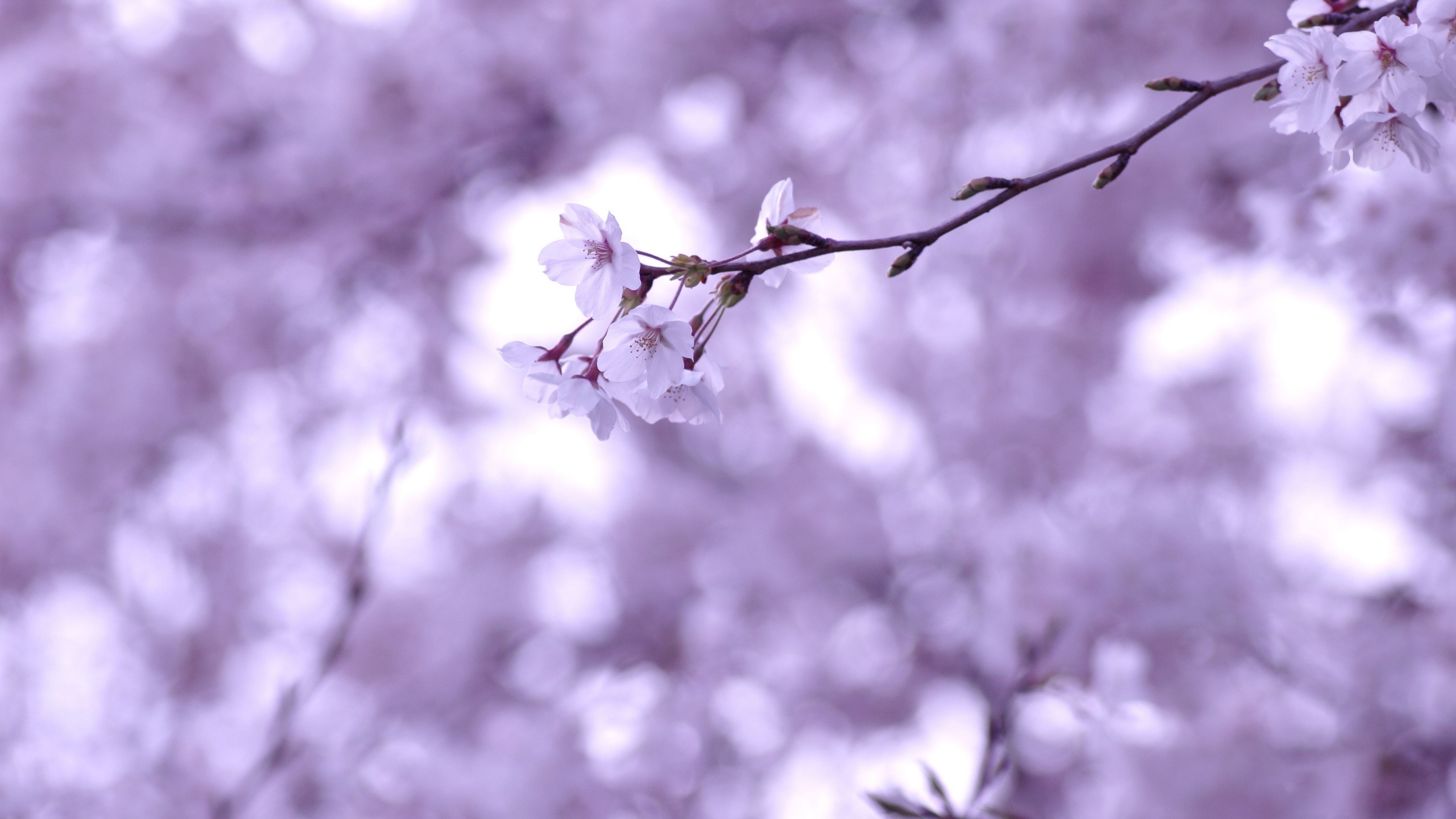 cherry, twig, sakura, branches, 4k, HD Wallpaper
